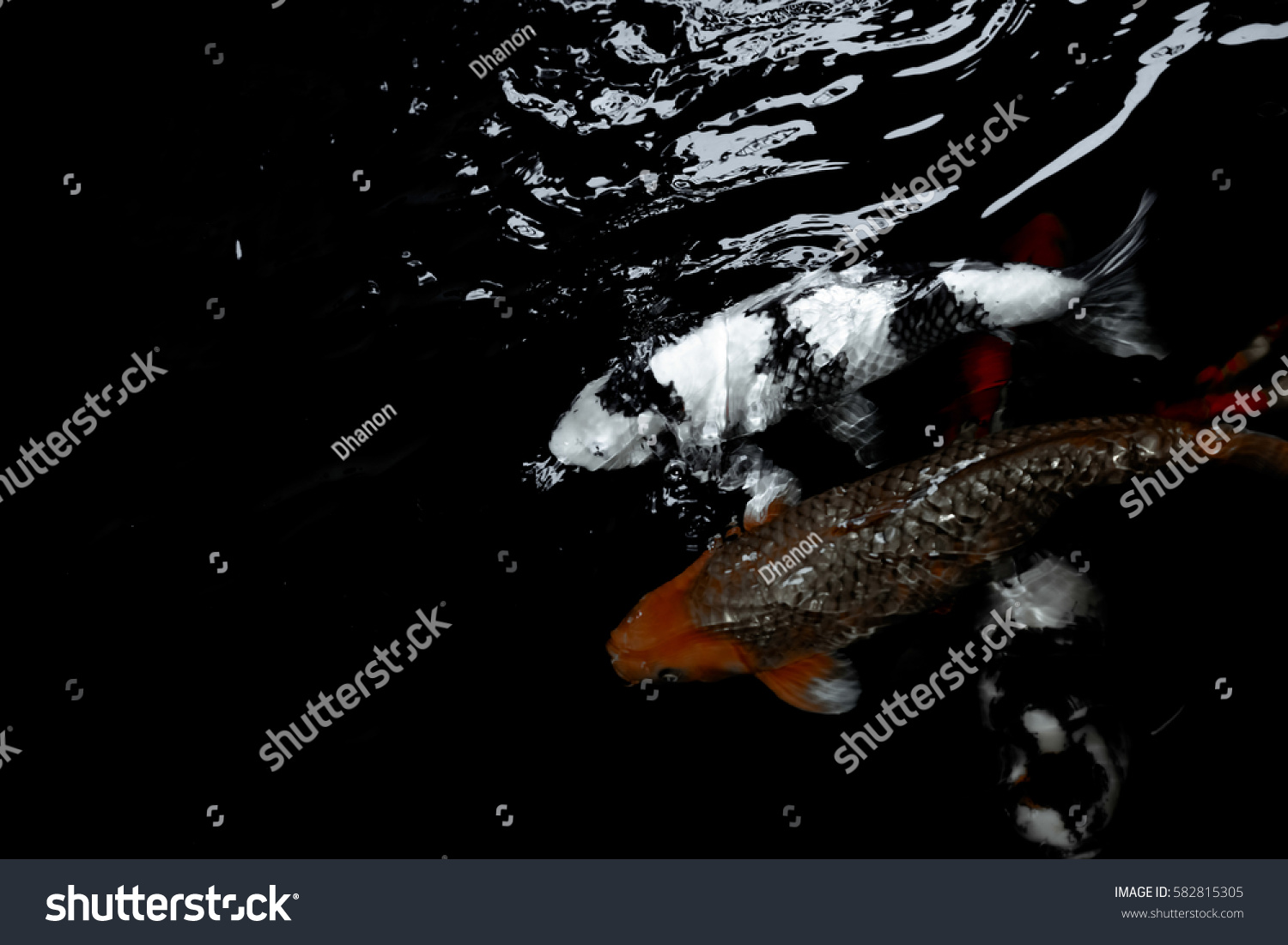 Koi Fish Water Wallpaper Stock Photo 582815305 | Shutterstock