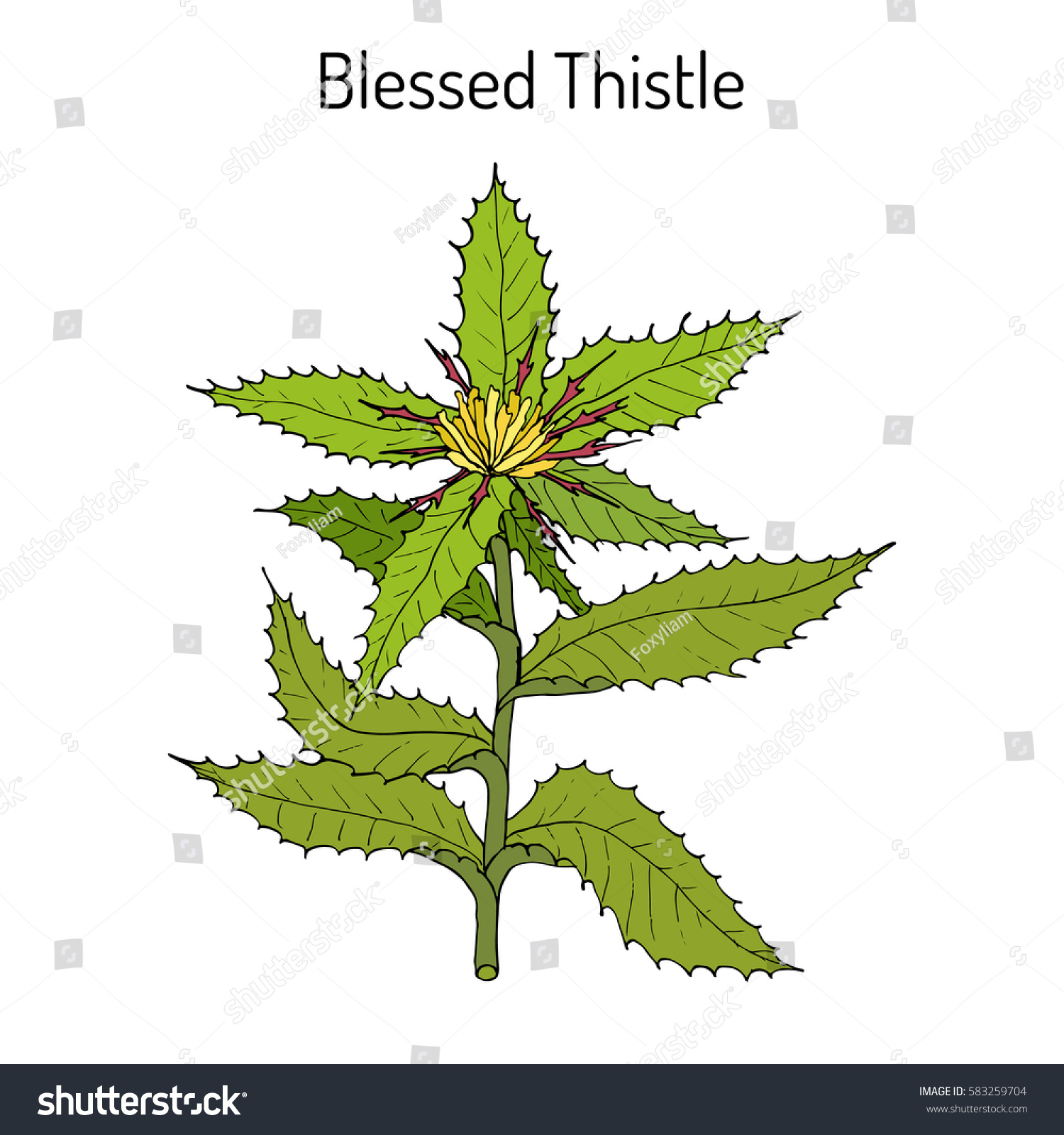 Blessed Thistle Cnicus Benedictus Medicinal Plant Stock Vector Royalty