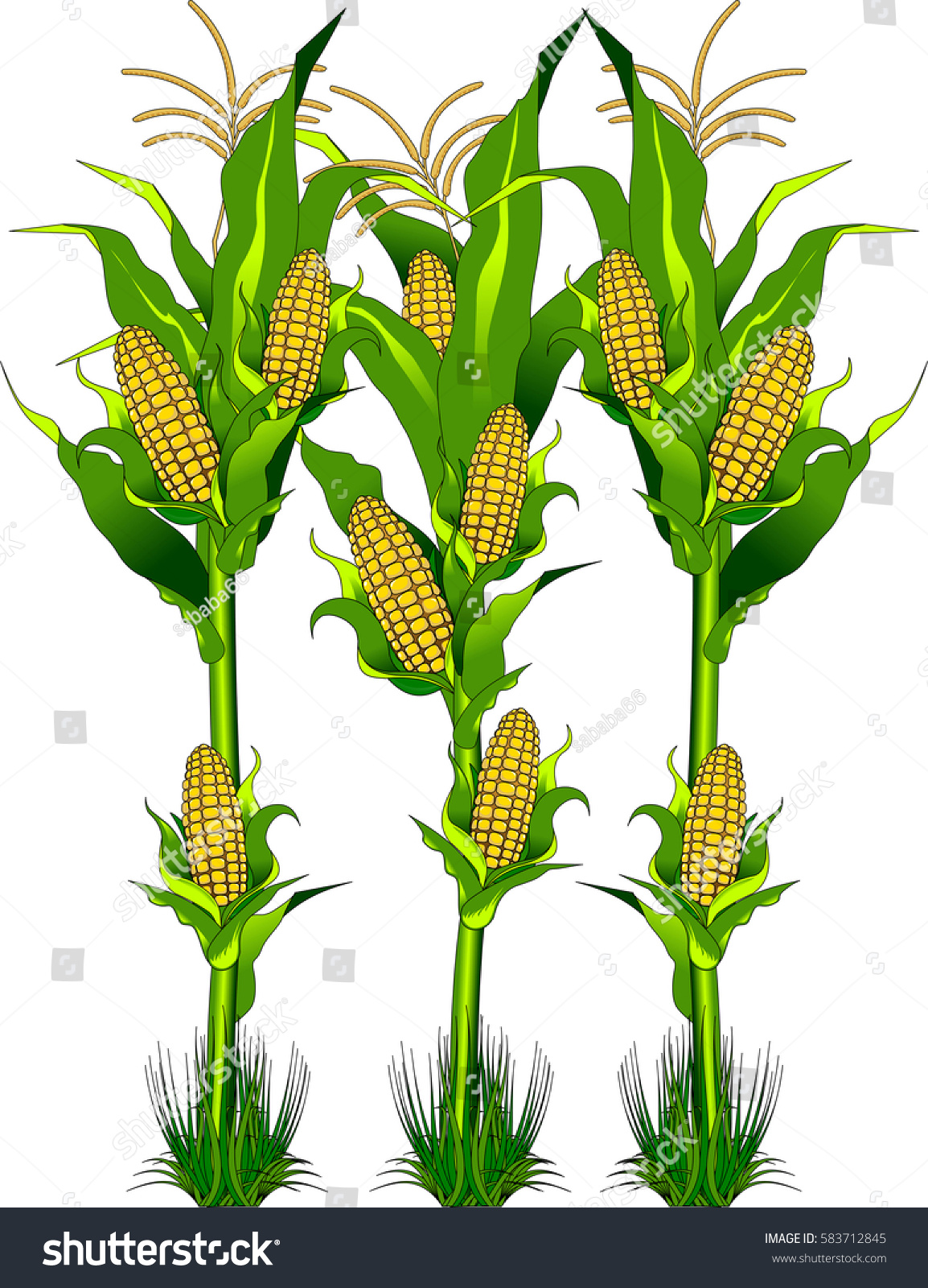 Vector Ripe Fresh Yellow Corn On: Stockvektorkép (jogdíjmentes) 583712845 S...