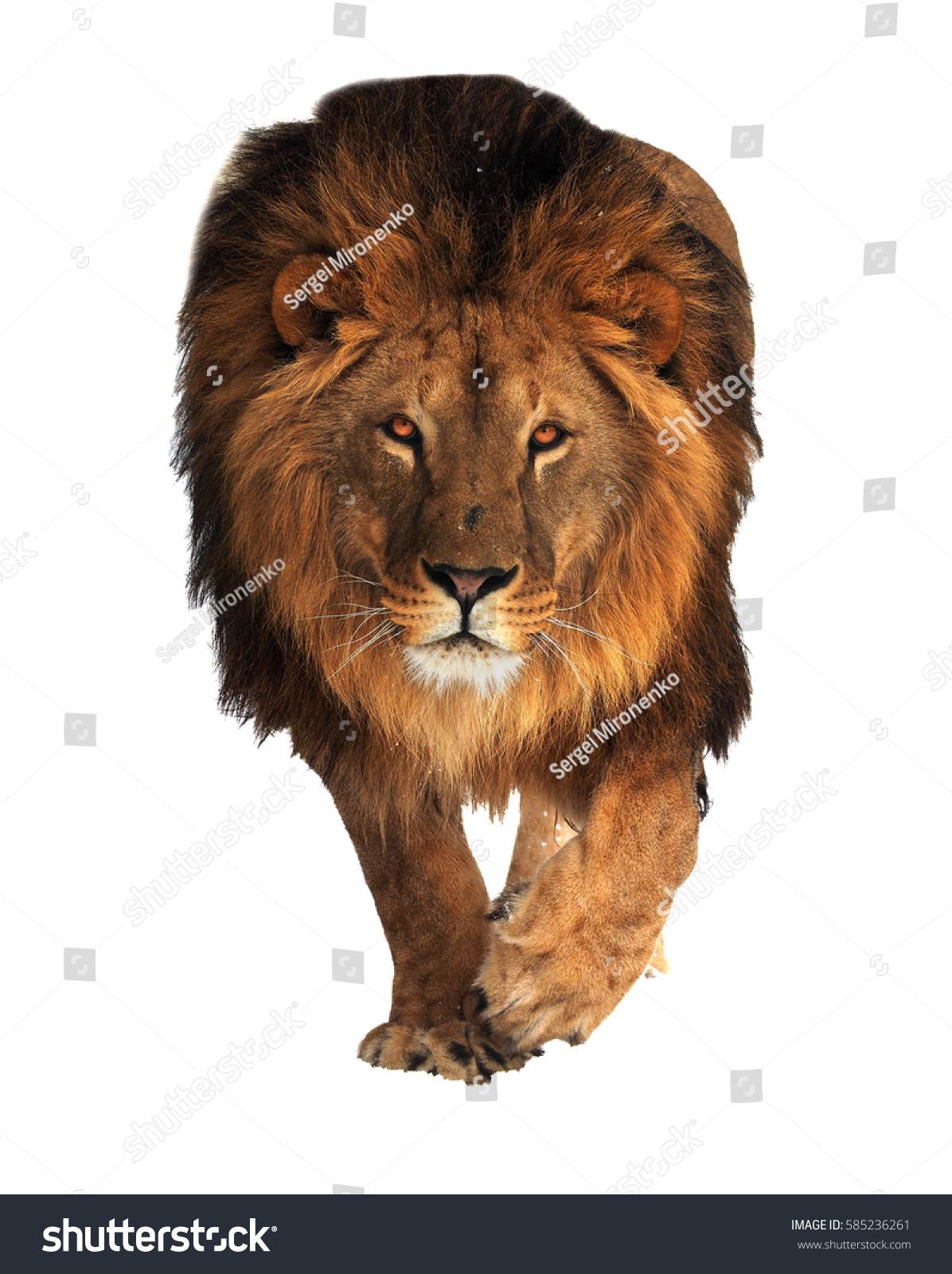 Lion King Walking Isolated White Stock Photo 585236261 | Shutterstock