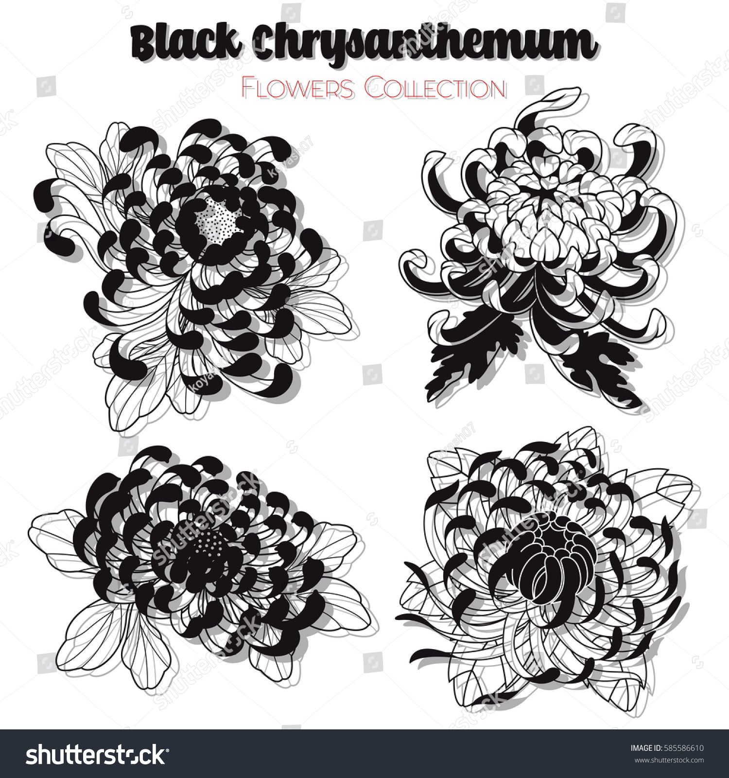 Vector Black Chrysanthemum Flowers Set Tattoo Stock Vector (Royalty Free) 585404390 | Shutterstock