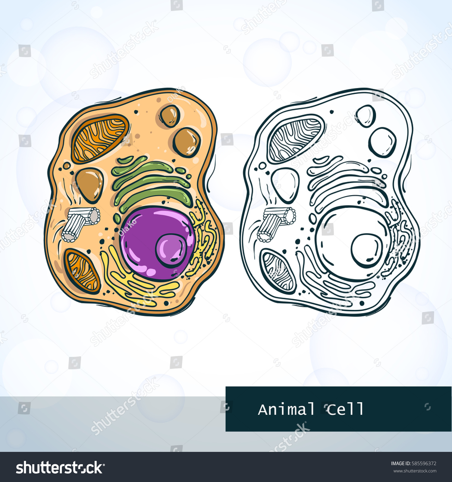 Structure Animal Cell Vector Illustration Stock Vector (Royalty Free ...