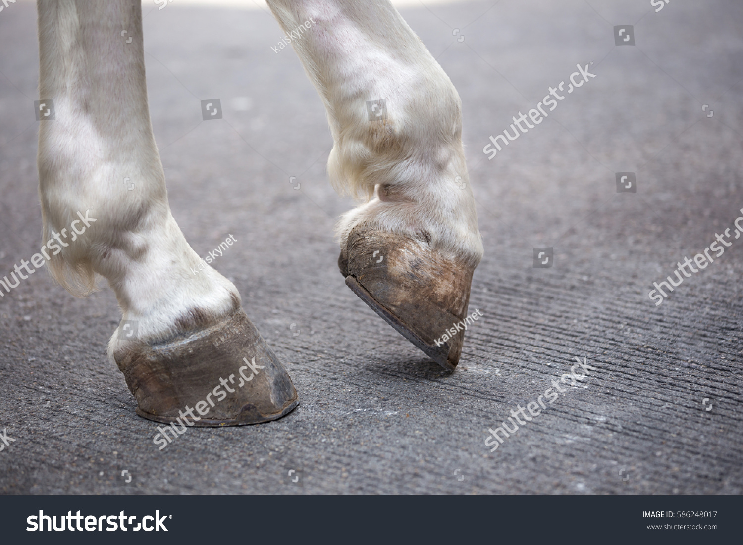 Horse hooves. Ноги лошади. Лапы лошади.