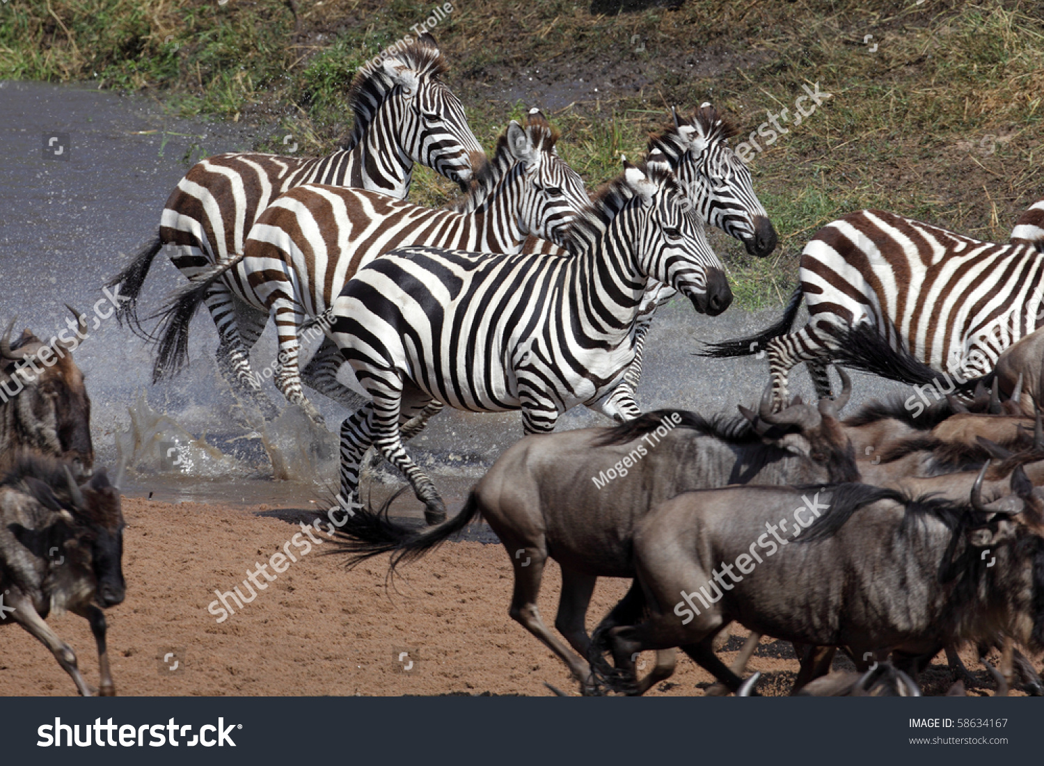 Zebras Crossing Mara River During Migration Stock Photo 58634167 ...