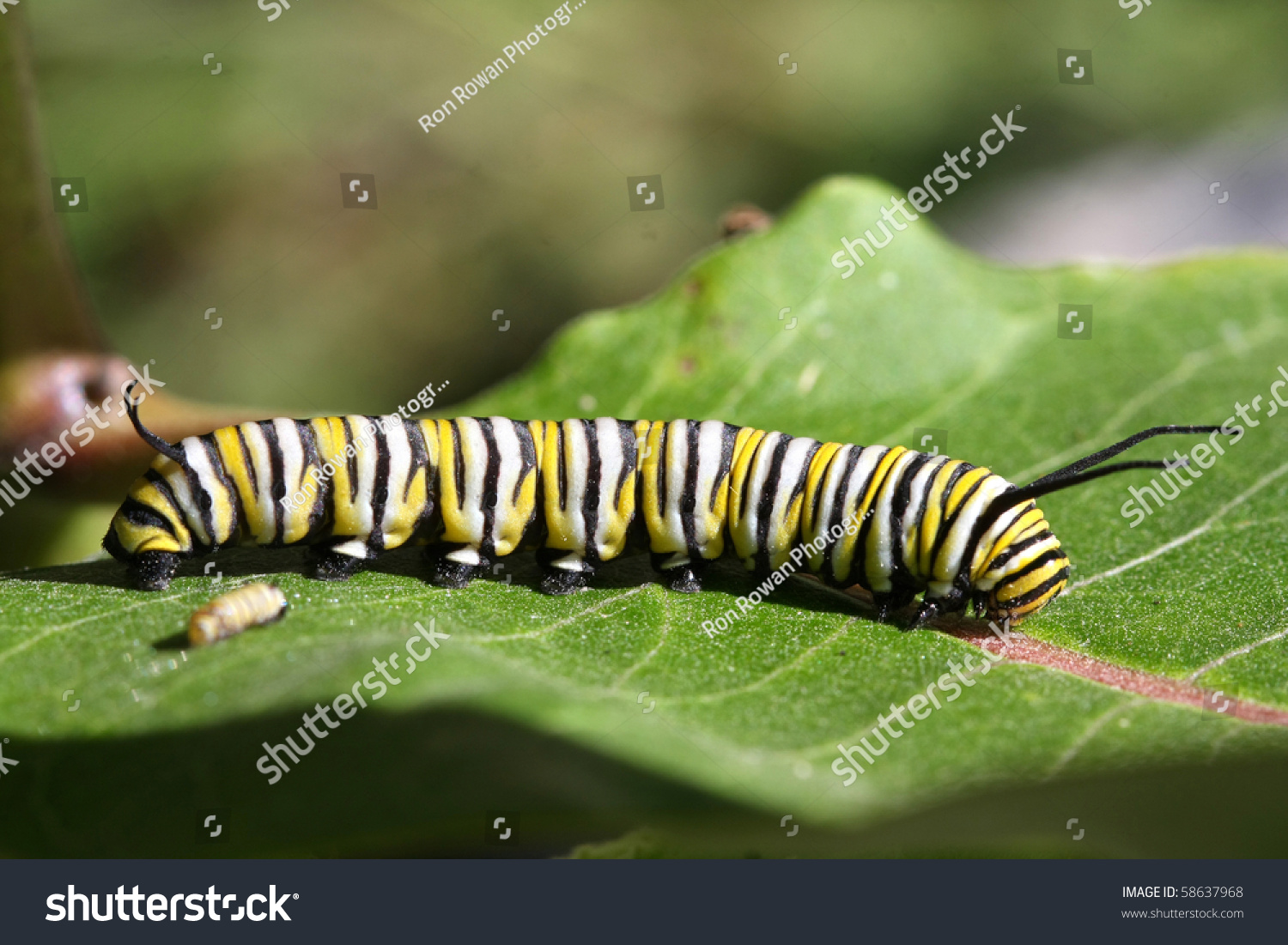 Monarch Butterfly Caterpillar Stock Photo 58637968 | Shutterstock