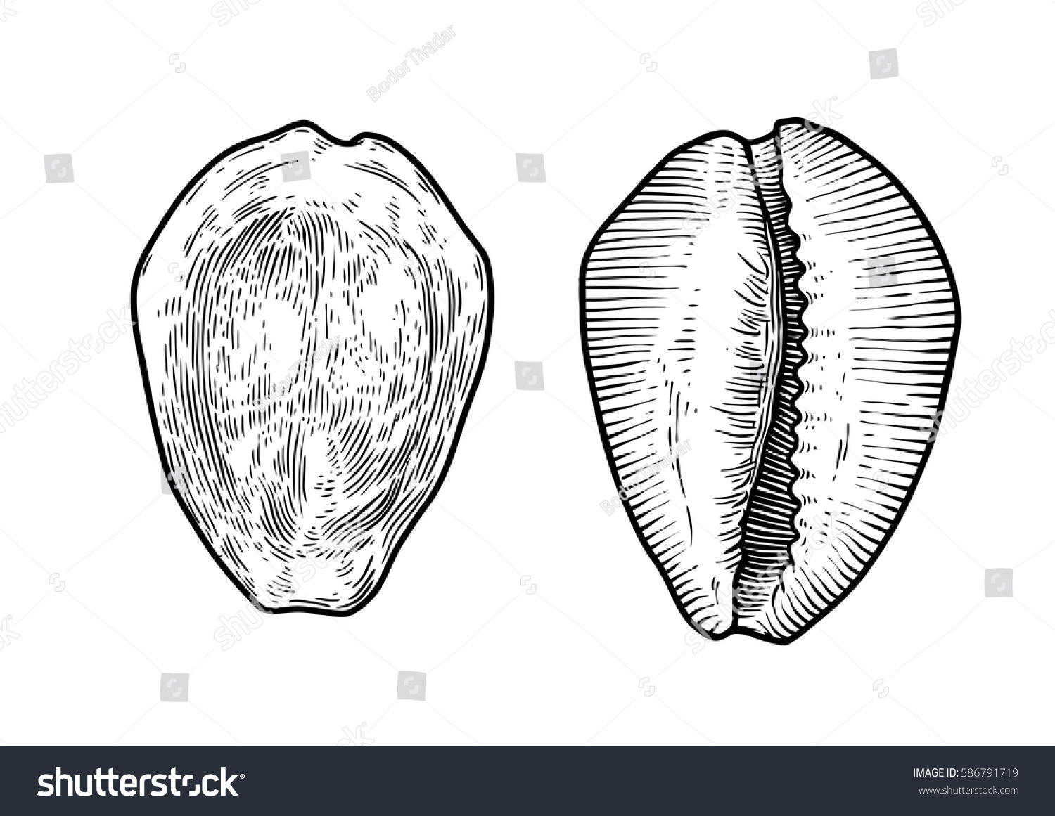 Money Cowrie Shell Illustration Drawing Engraving Stock Vector (Royalty ...