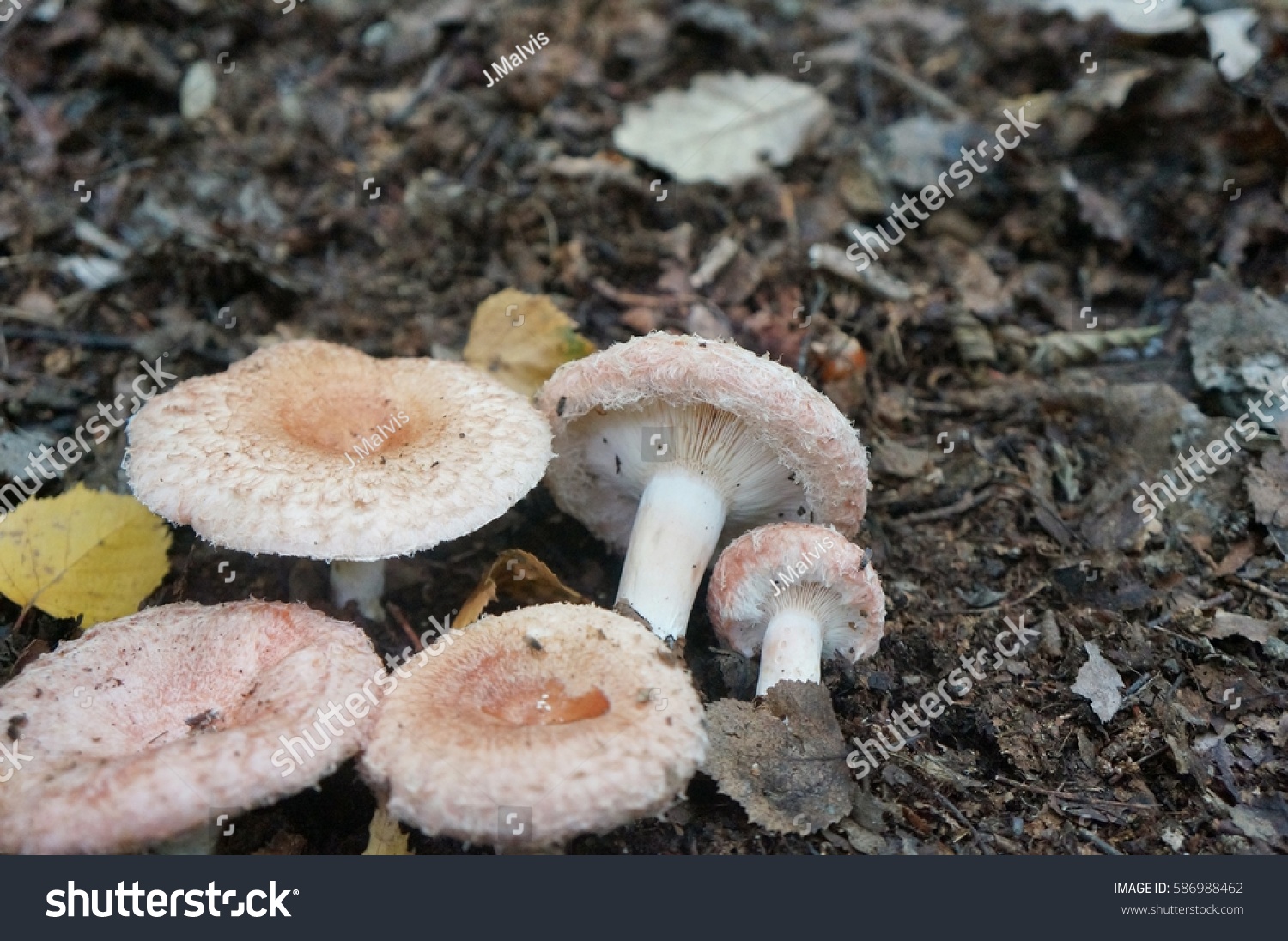 Осенние грибы белянки