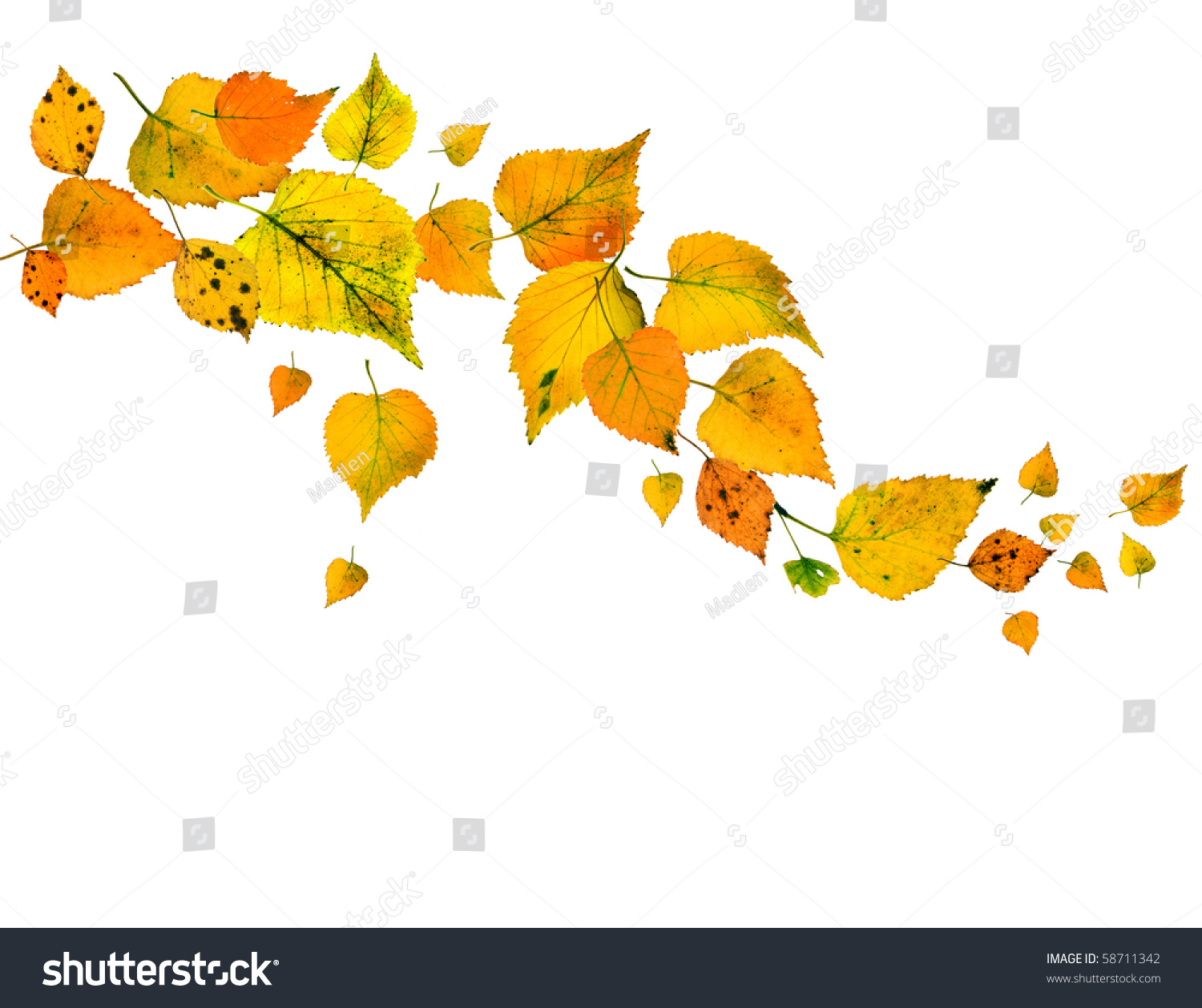Лист березы осенью на прозрачном фоне
