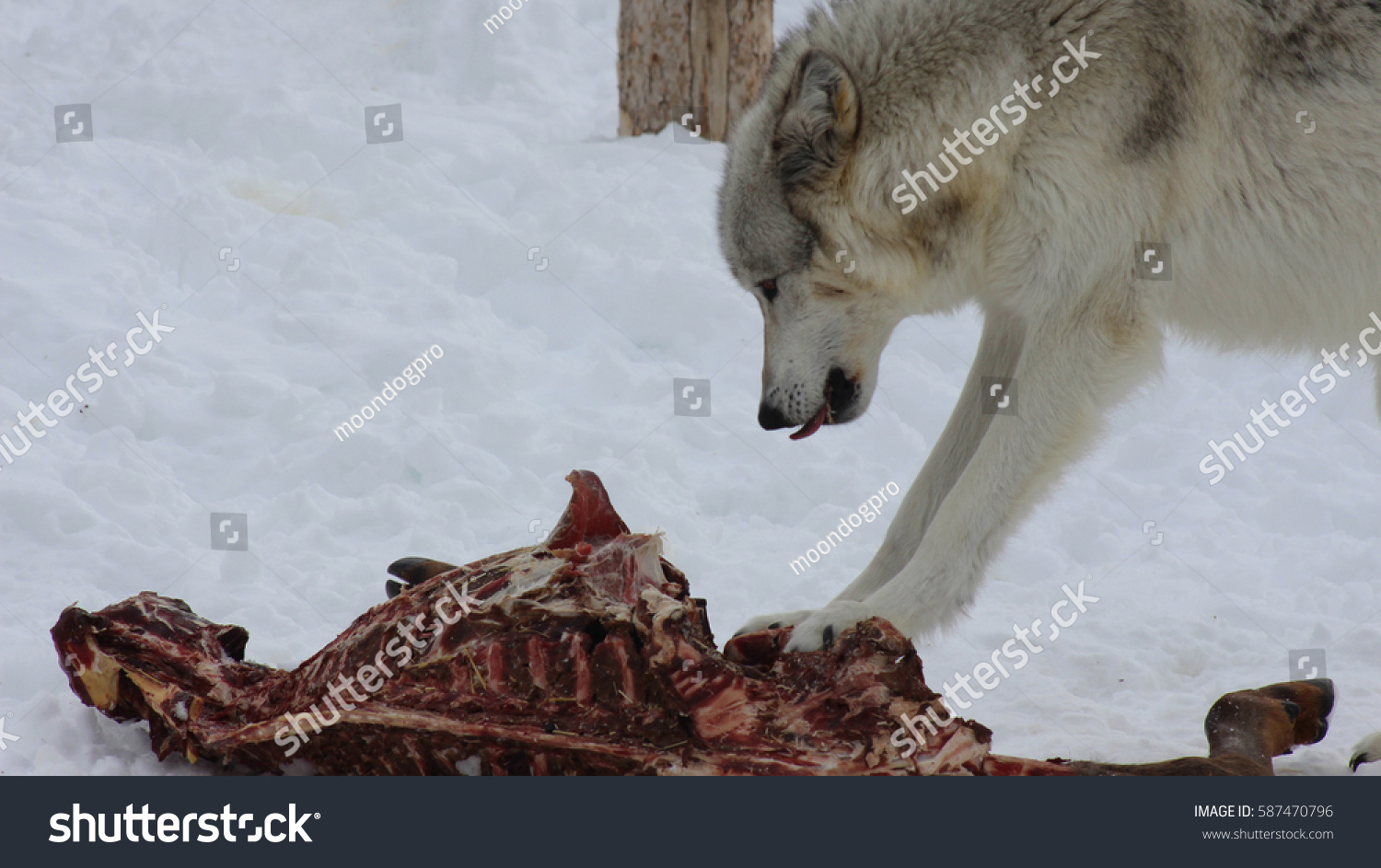 clipart of wolf eating