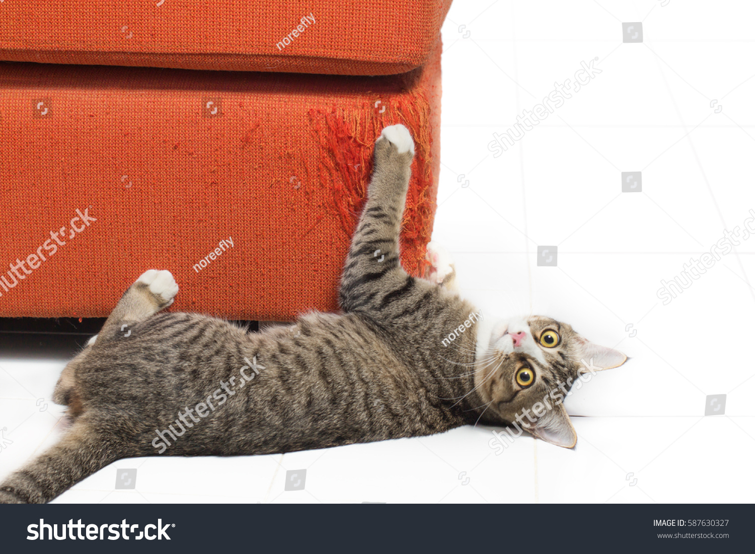 1 206 Cat Scratching Couch Images Stock Photos Vectors Shutterstock   Stock Photo Kitten Scratching Orange Fabric Sofa On White Background 587630327 