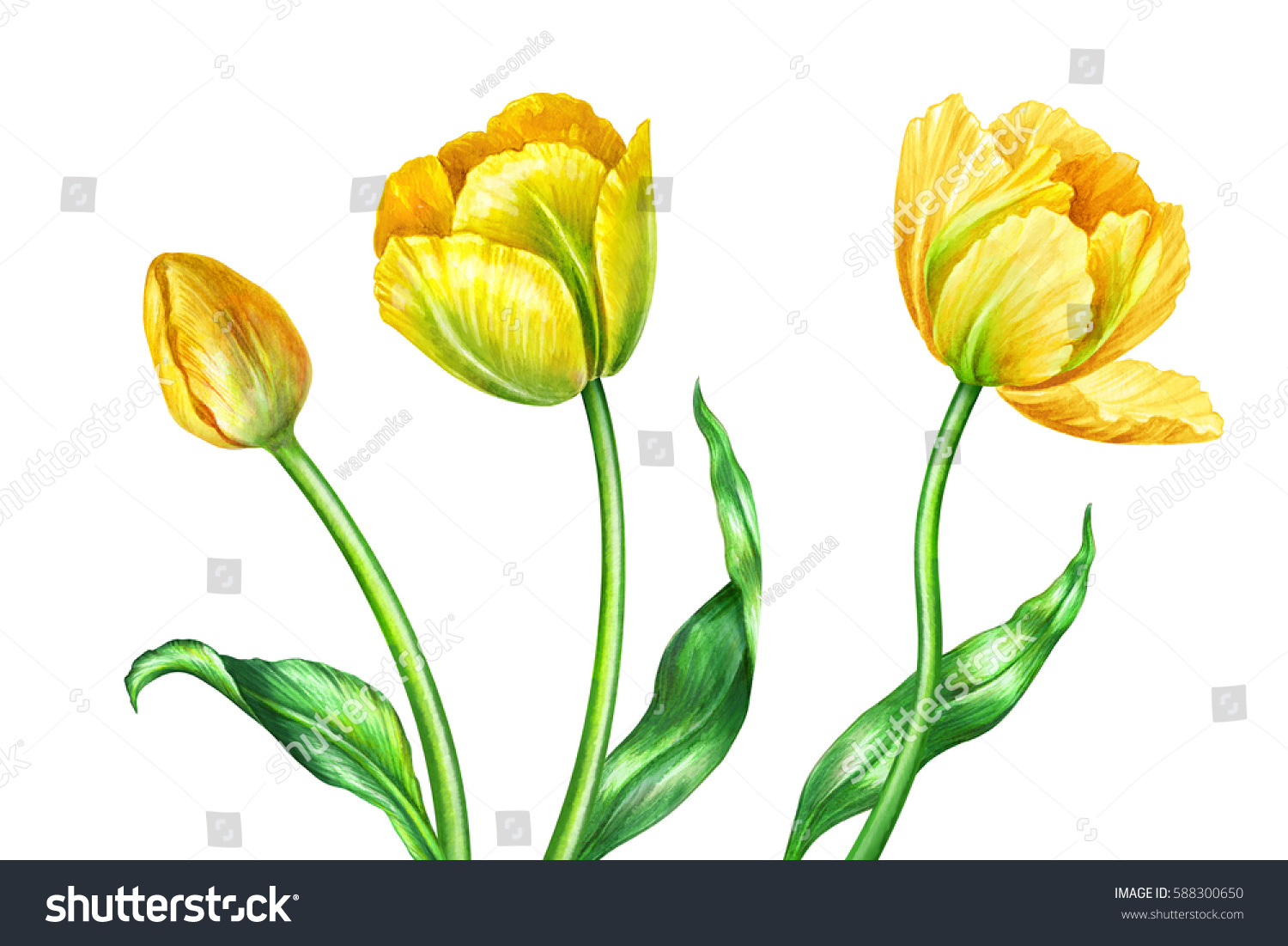 Акварельная иллюстрация желтые тюльпаны
