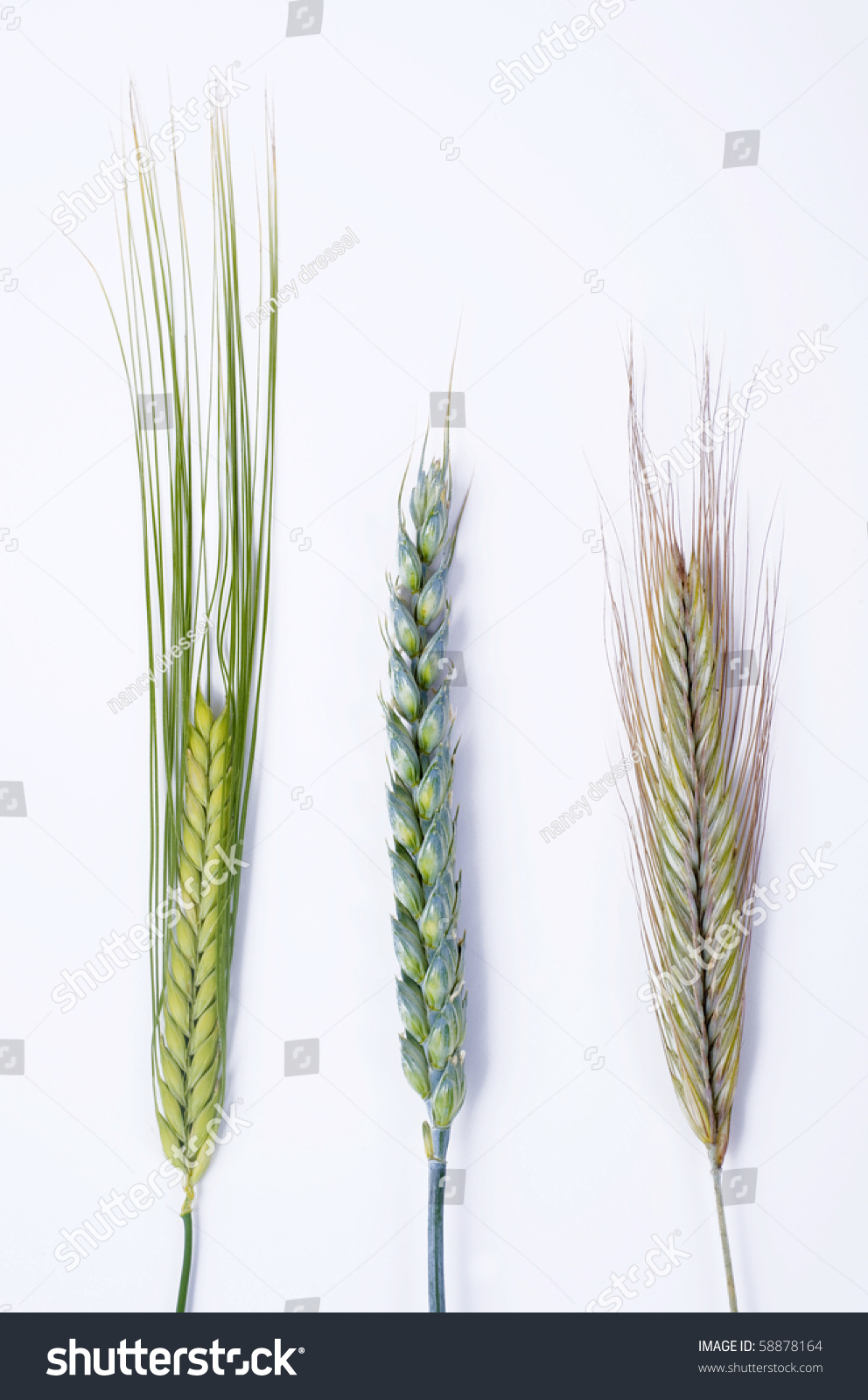 barley vs wheat plant