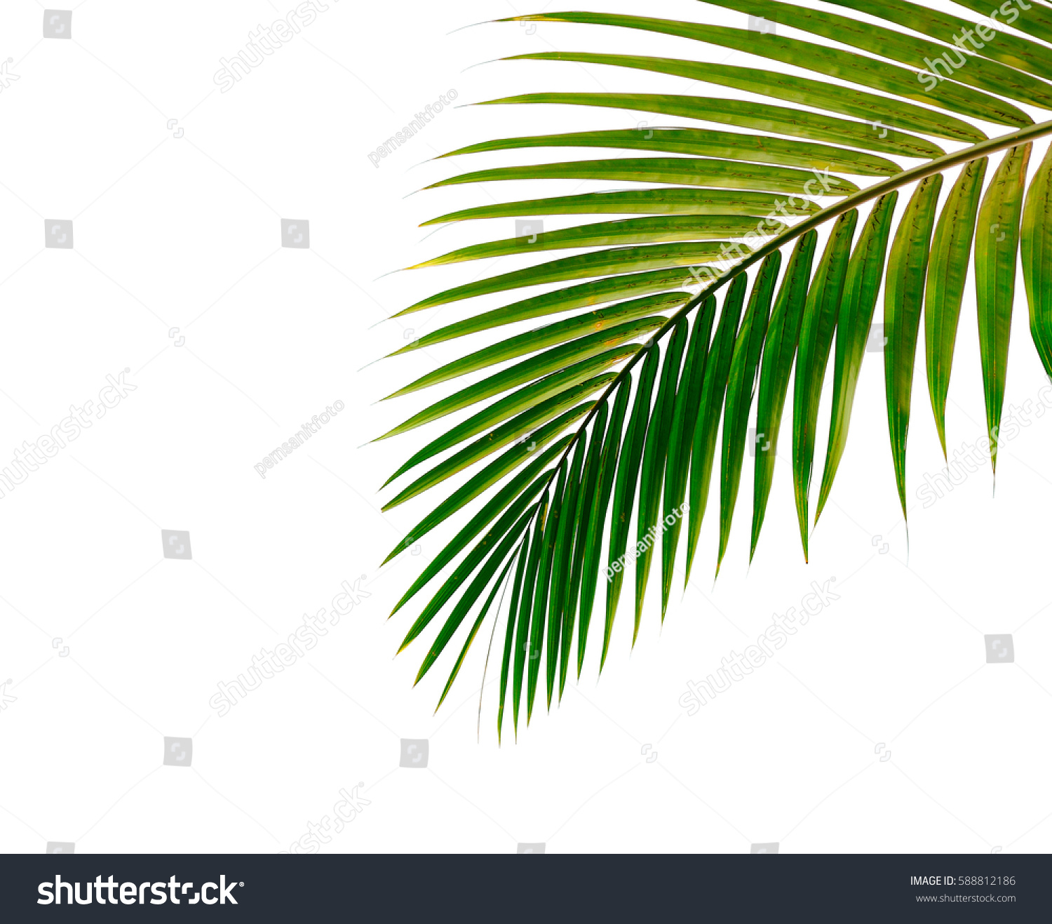 Palm Leaves Isolated On White Background Stock Photo 588812186 ...