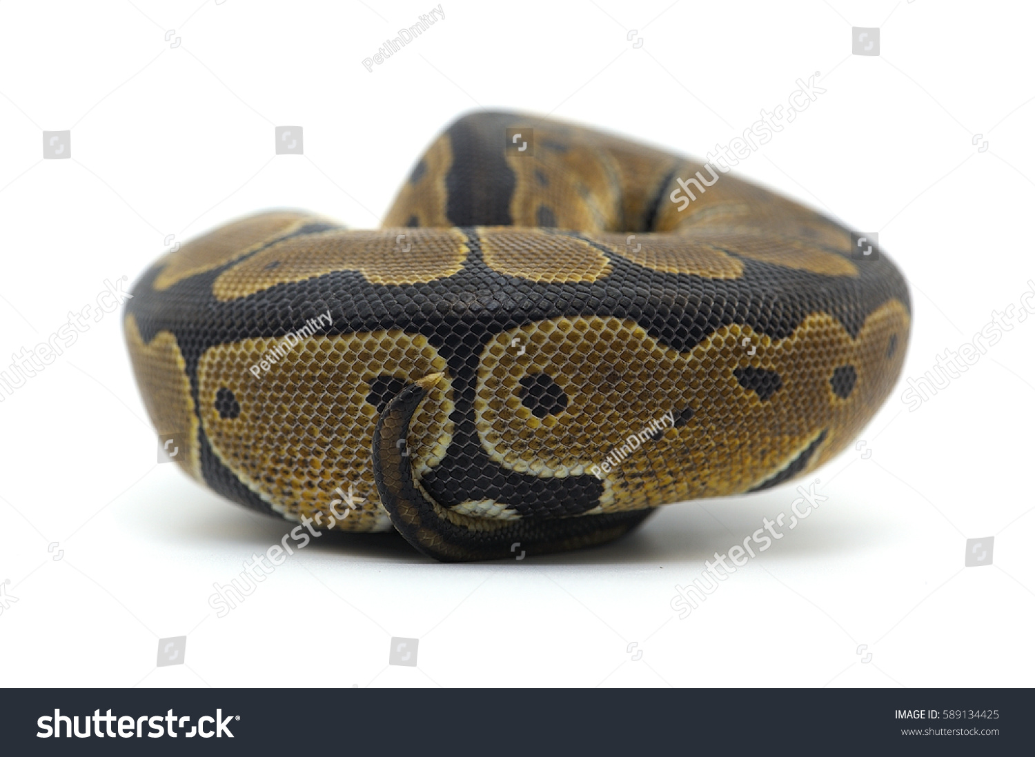 Python Isolated On White Background Stock Photo 589134425 | Shutterstock