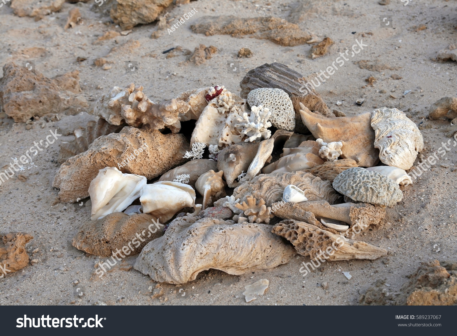 desert snail shells