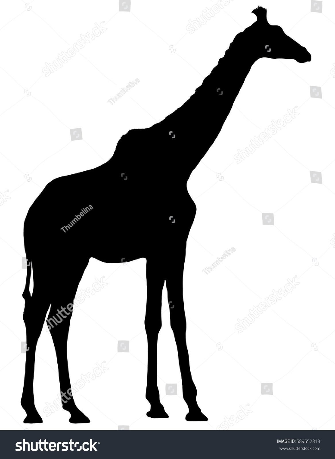 Black Silhouette Giraffe On White Background Stock Vector (Royalty Free ...