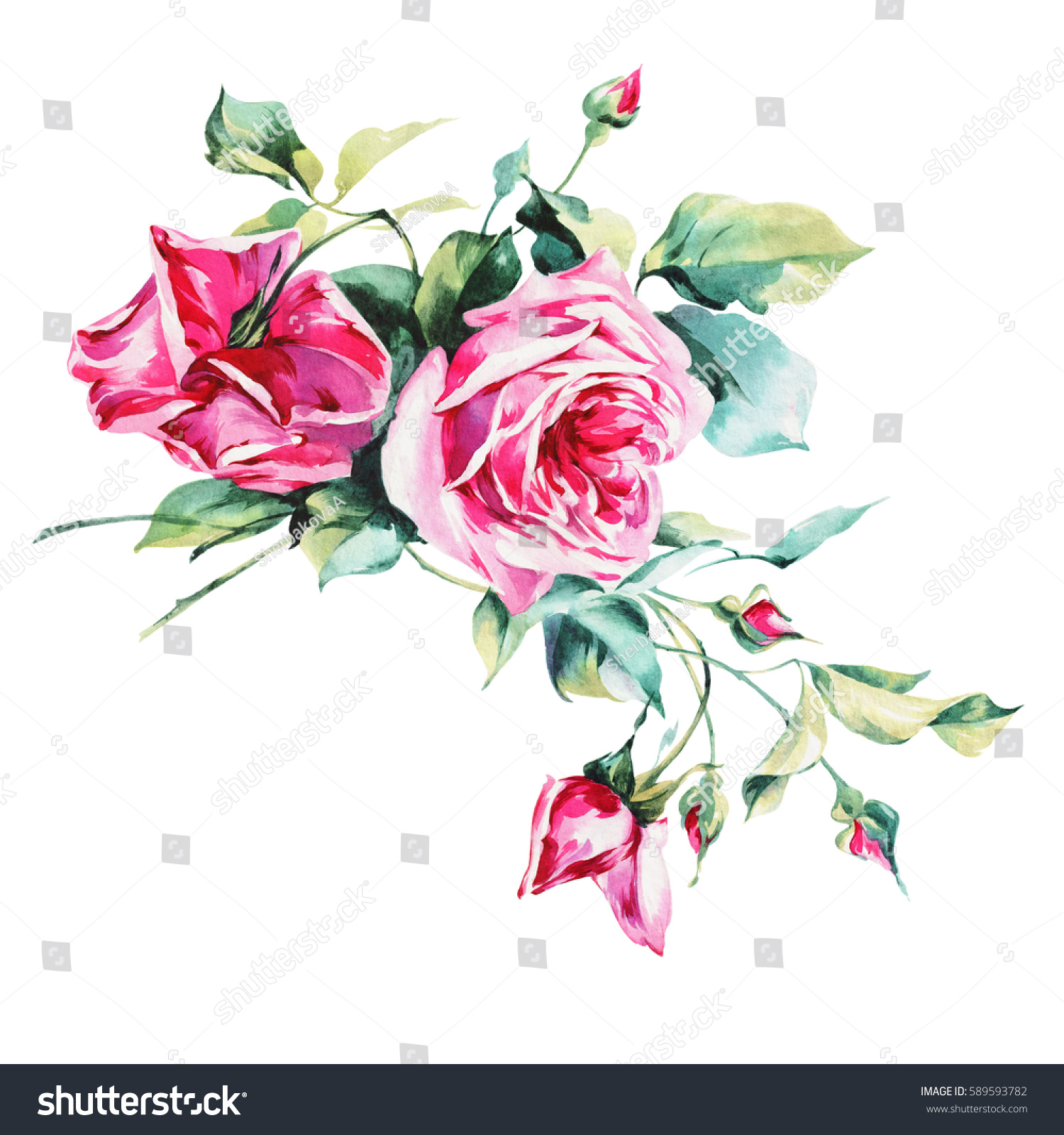 Watercolor Roses Bunch Roses On White Stock Illustration 589593782 ...