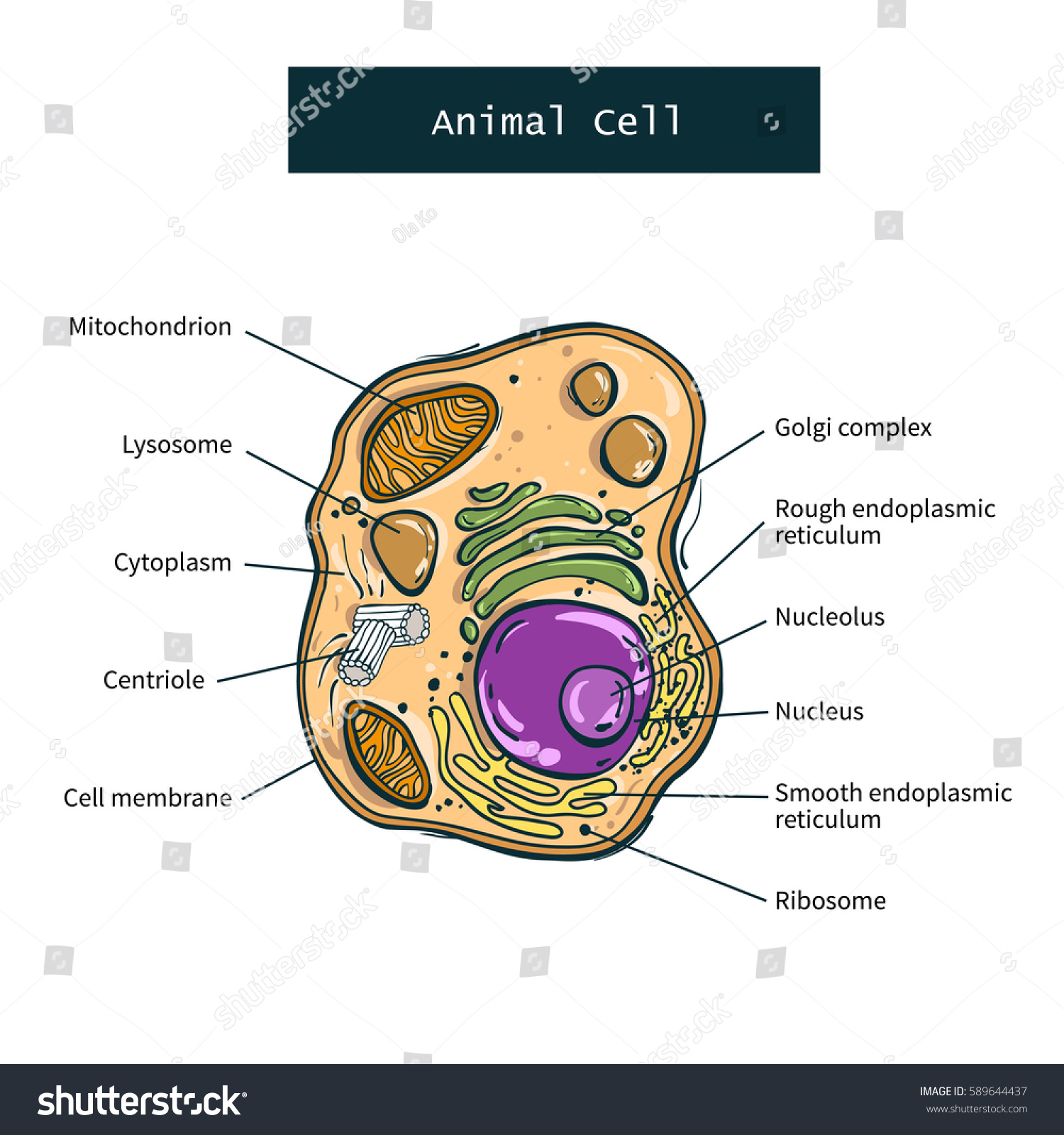 Structure Animal Cell On White Background Stock Vector (Royalty Free ...