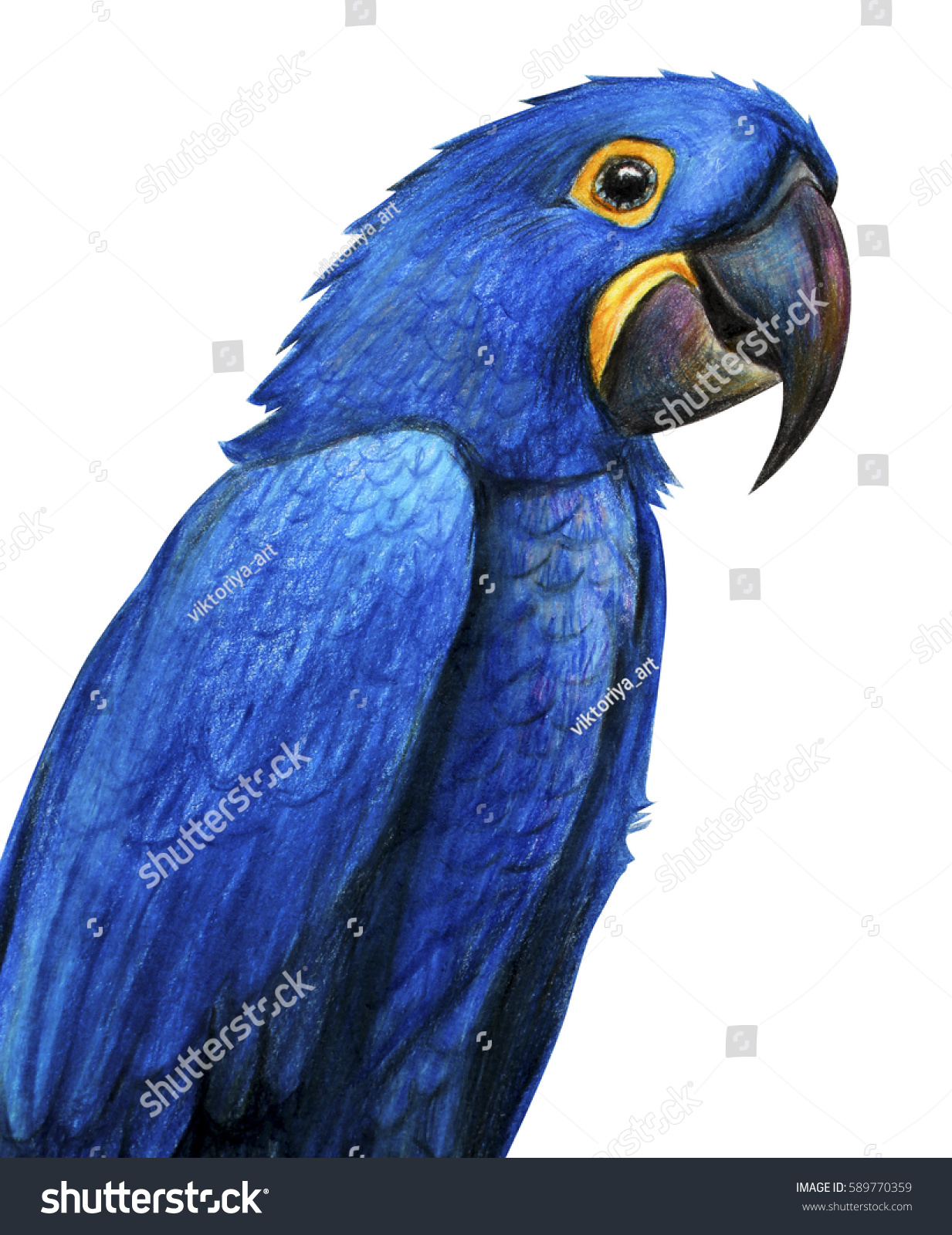 Синий ара рисунок для срисовки