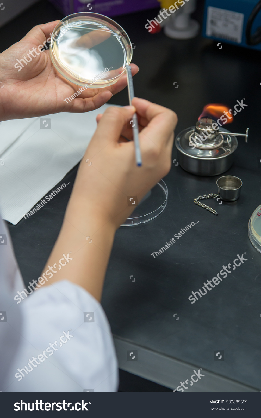 Medical Microbiologist Inoculates Standard Agar Plate Stock Photo