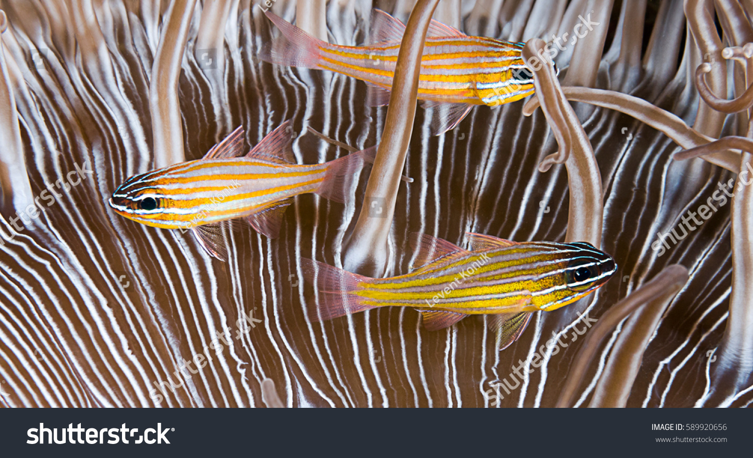 blue cardinal fish