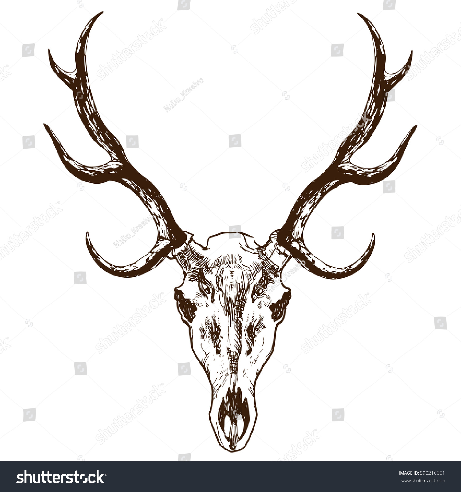 Deers Skull Horns Hand Drawn Stock Stock Vector (Royalty Free ...