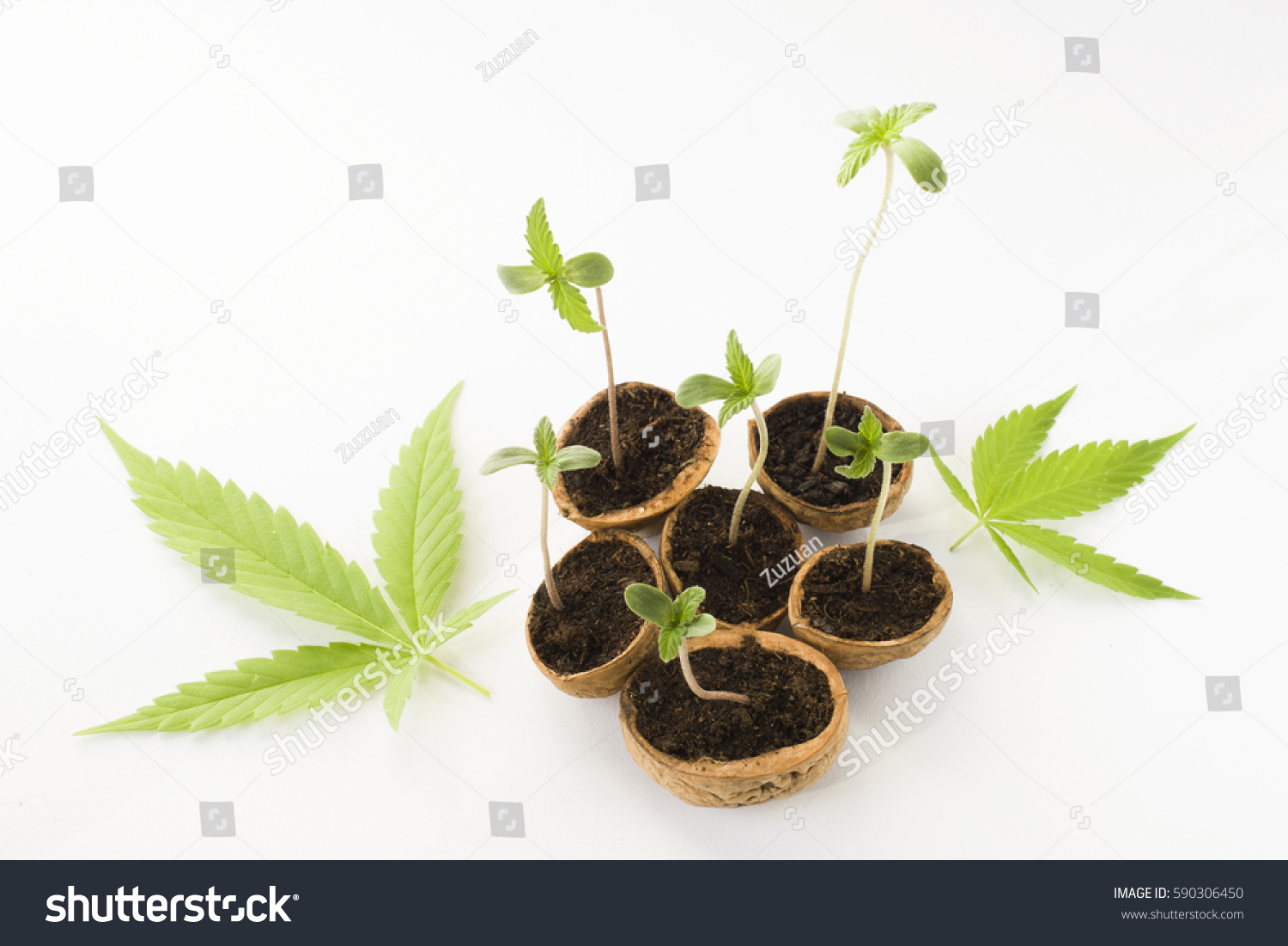 Baby Cannabis Plant Vegetative Stage Marijuana Stock Photo 590306450 ...