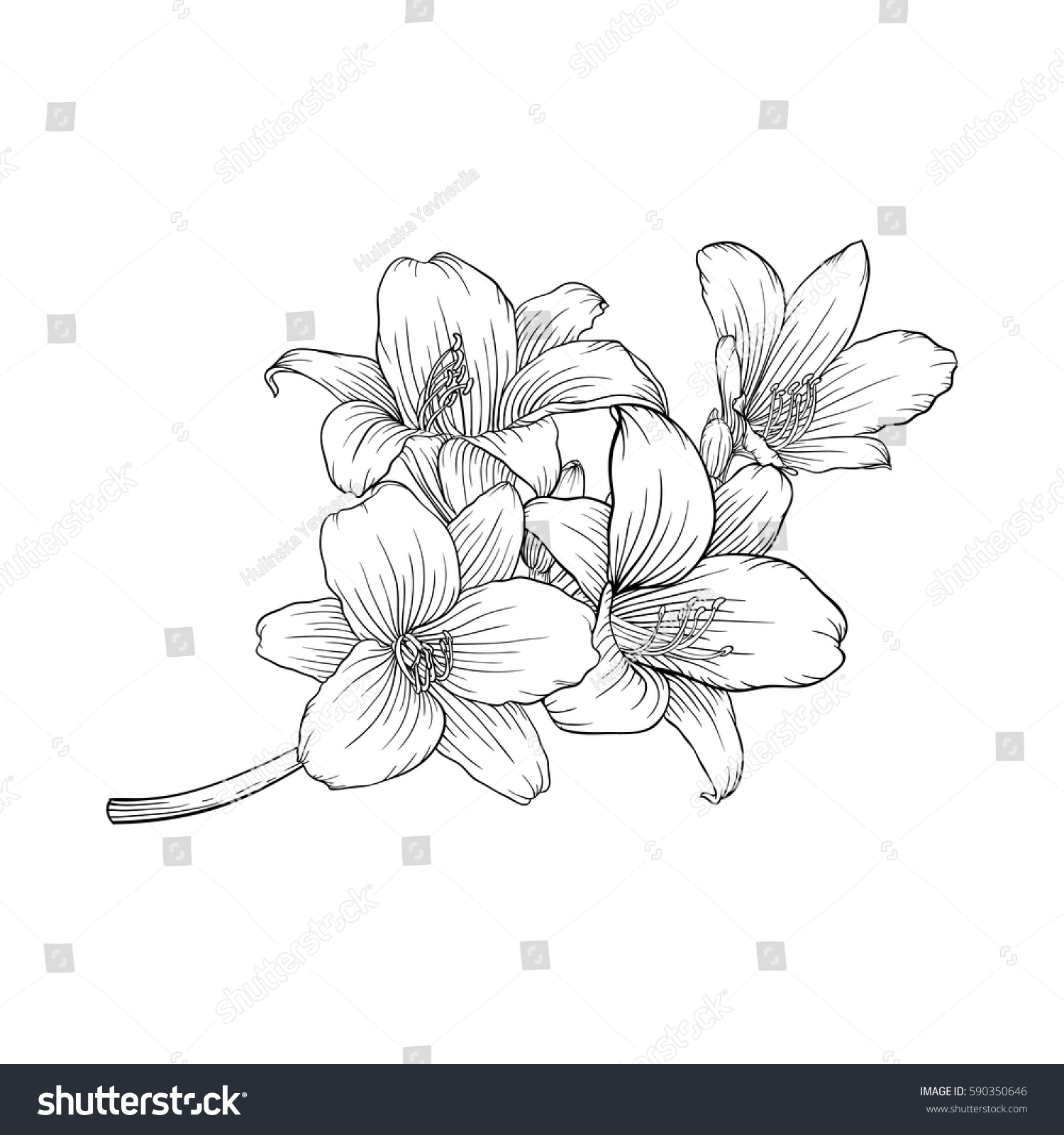 Beautiful Monochrome Black White Bouquet Lily Stock Vector (Royalty ...