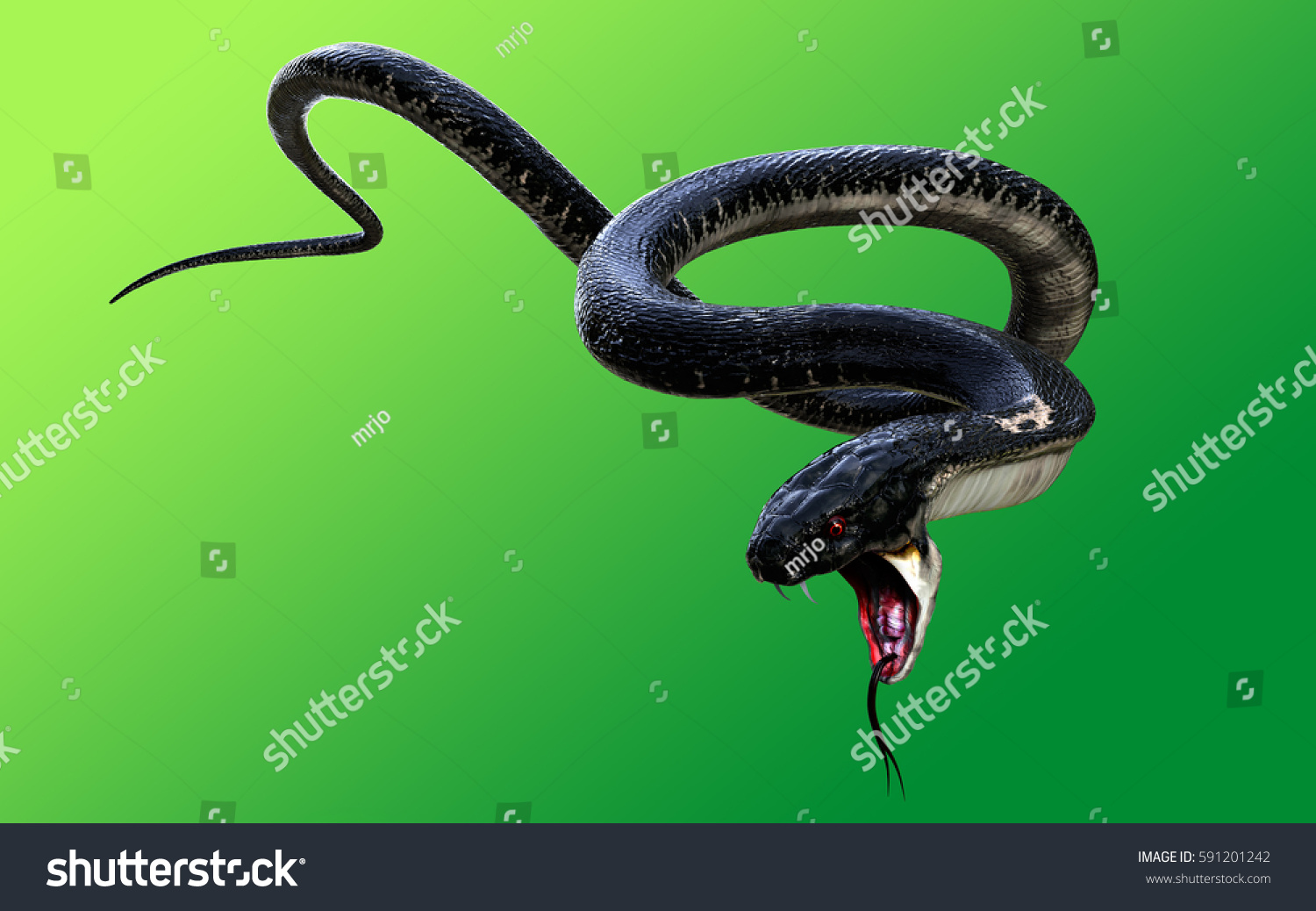 緑の背景に3dのキングコブラ黒蛇世界最長の毒蛇 キングコブラヘビ3dイラスト キングコブラヘビ3dレンダリング のイラスト素材 Shutterstock