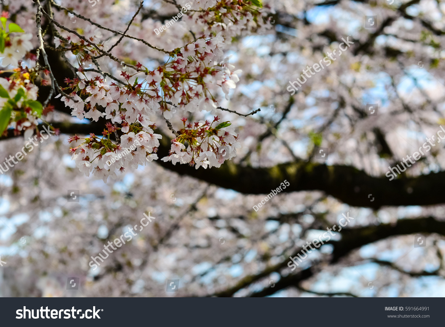 White Japanese Cherry Blossom Blurry Cherry Stock Photo 591664991 