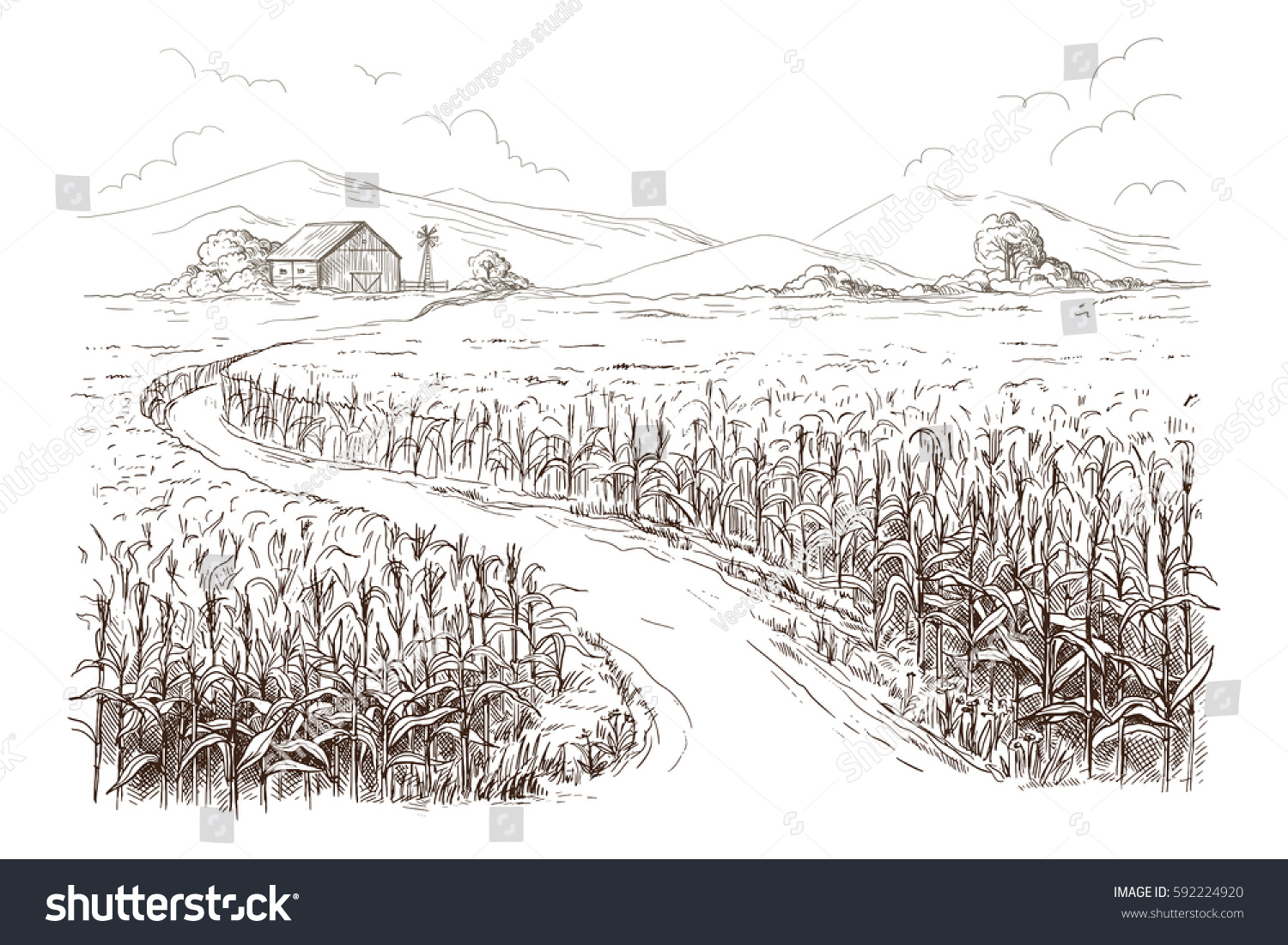 Кукурузное поле набросок