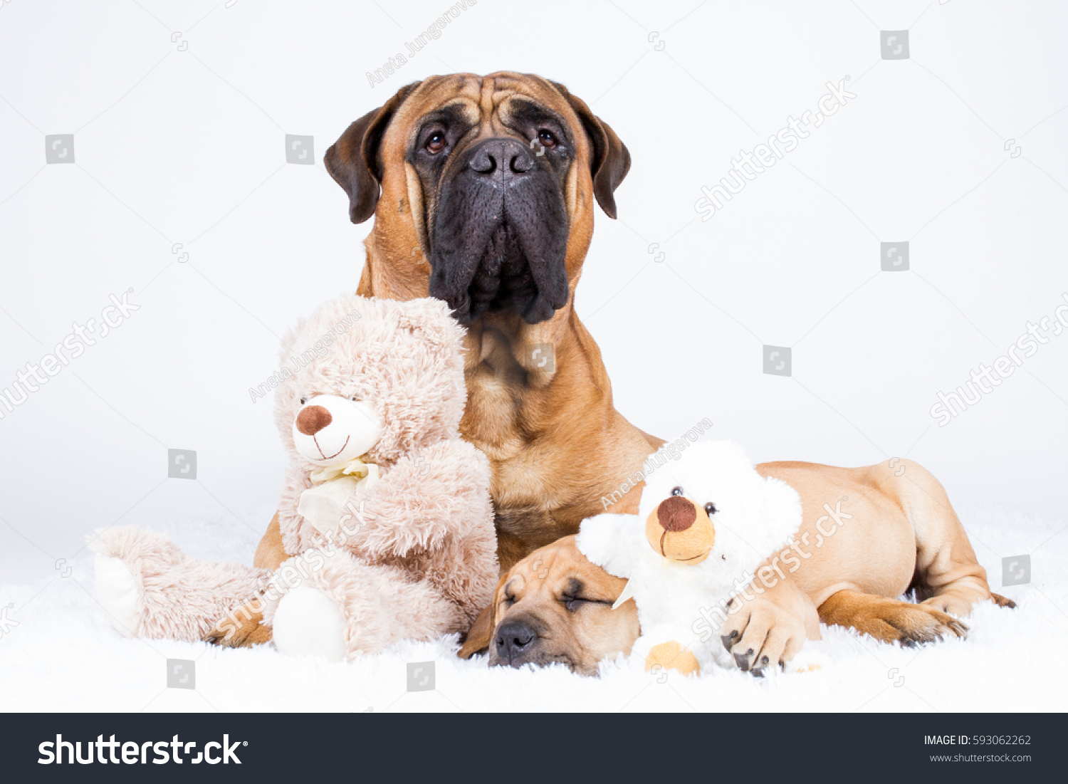 bullmastiff teddy bear