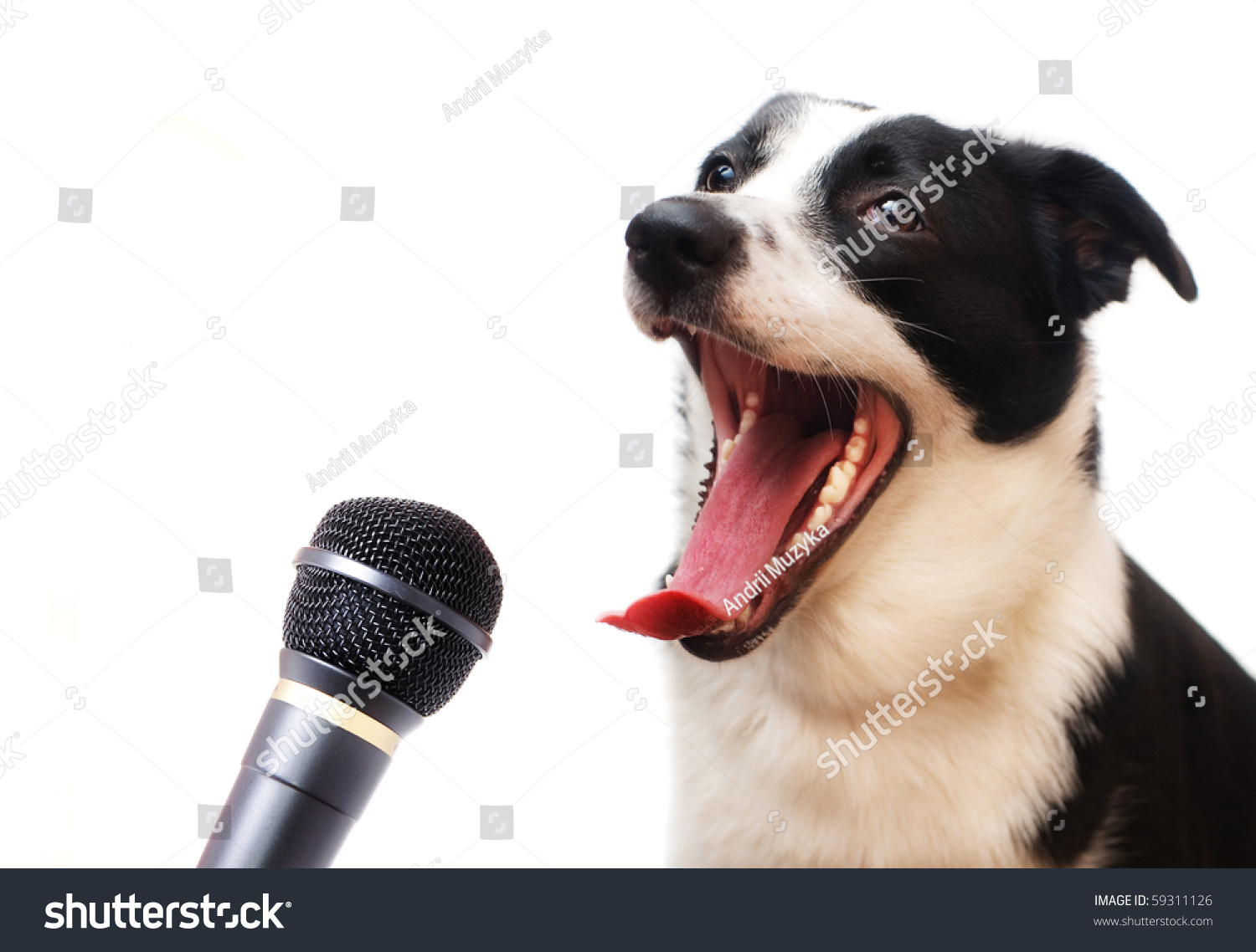 Я пою поющая собака