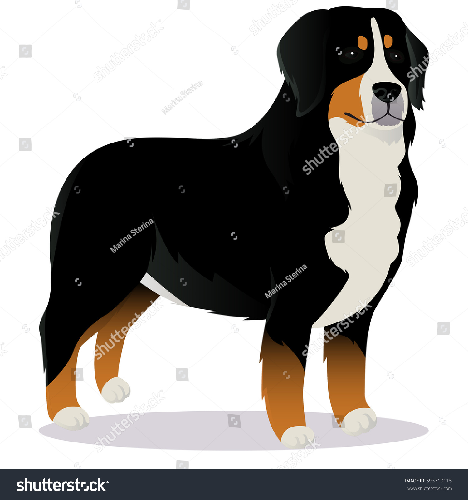 Bernese Mountain Dog Vector Illustration Stock Vector (Royalty Free ...