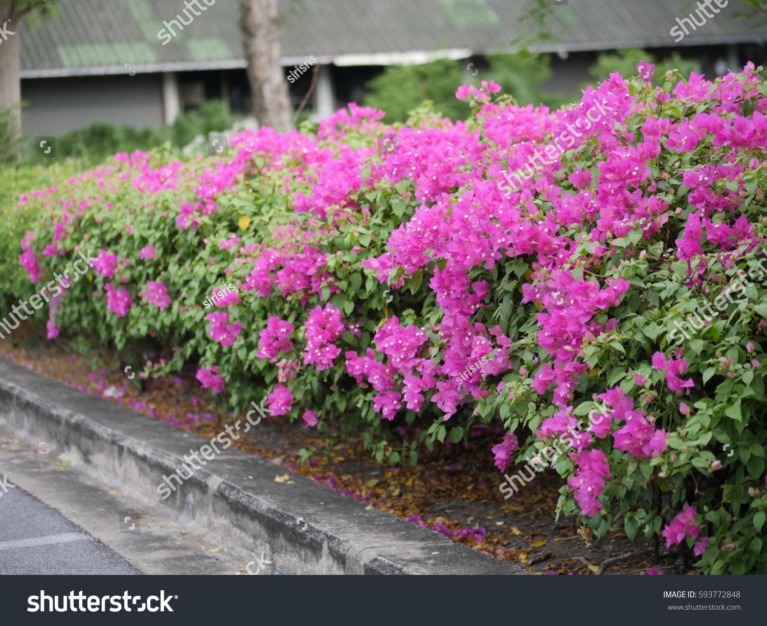 Bougainvillea Paper Flower Beautiful Pink Flowers Stock Photo 593772848 ...