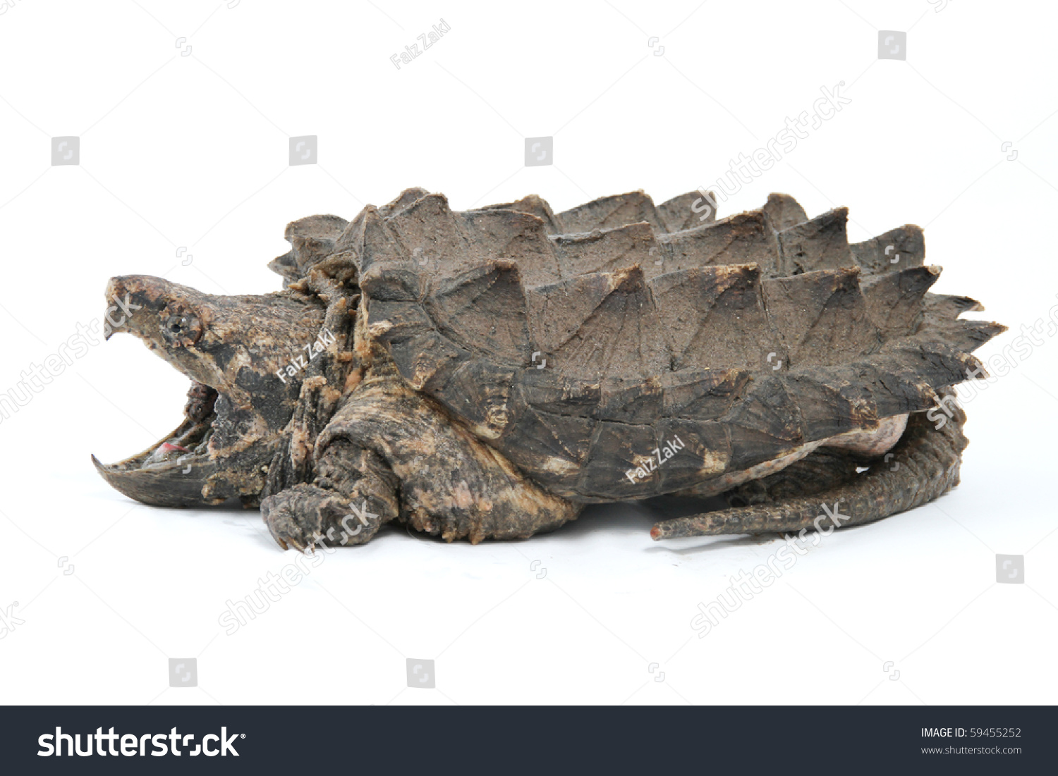 alligator snapping turtle for sale malaysia