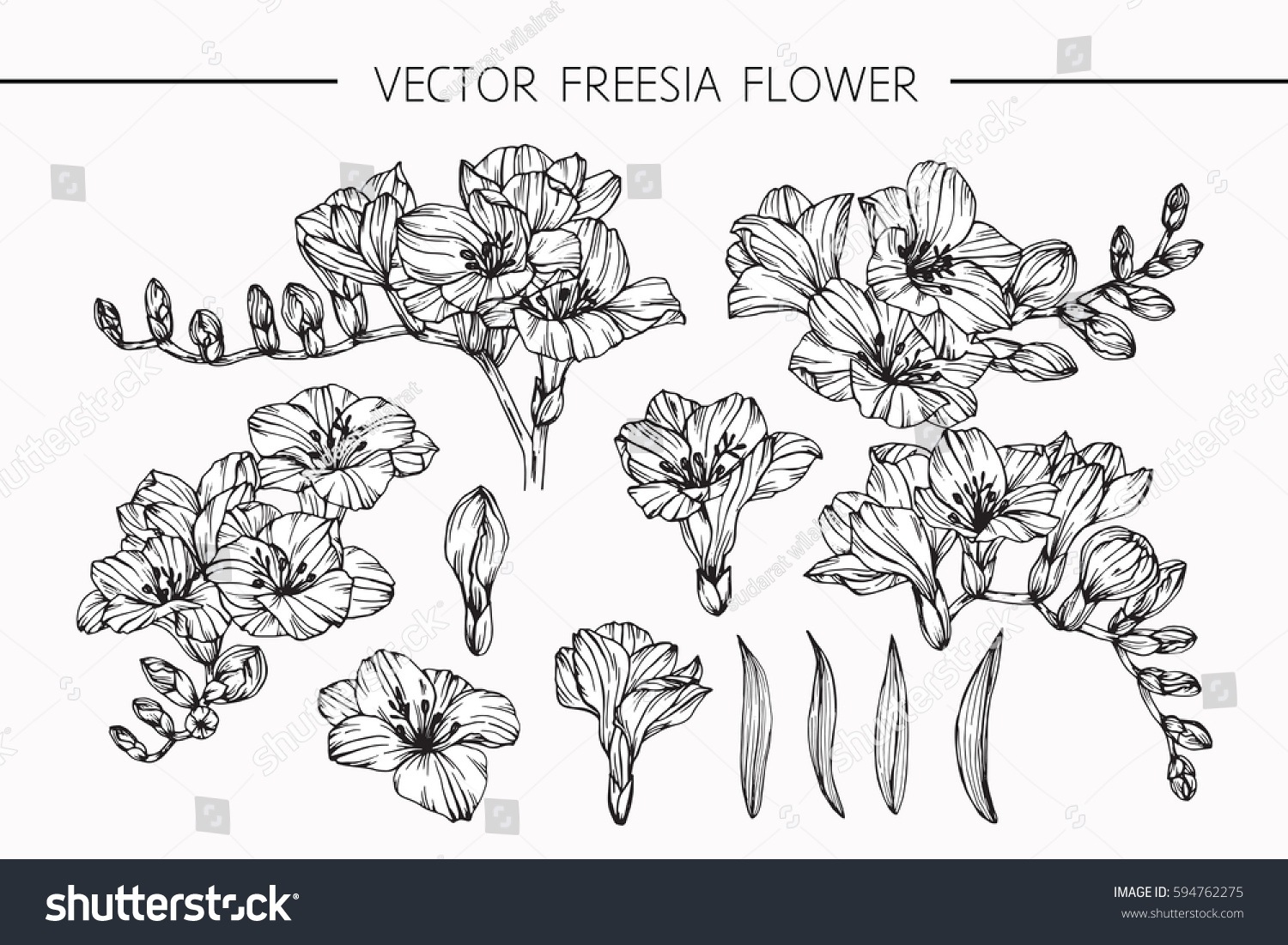 Drawing Flowers Vector Collection Set Freesia Stock Vector (Royalty ...