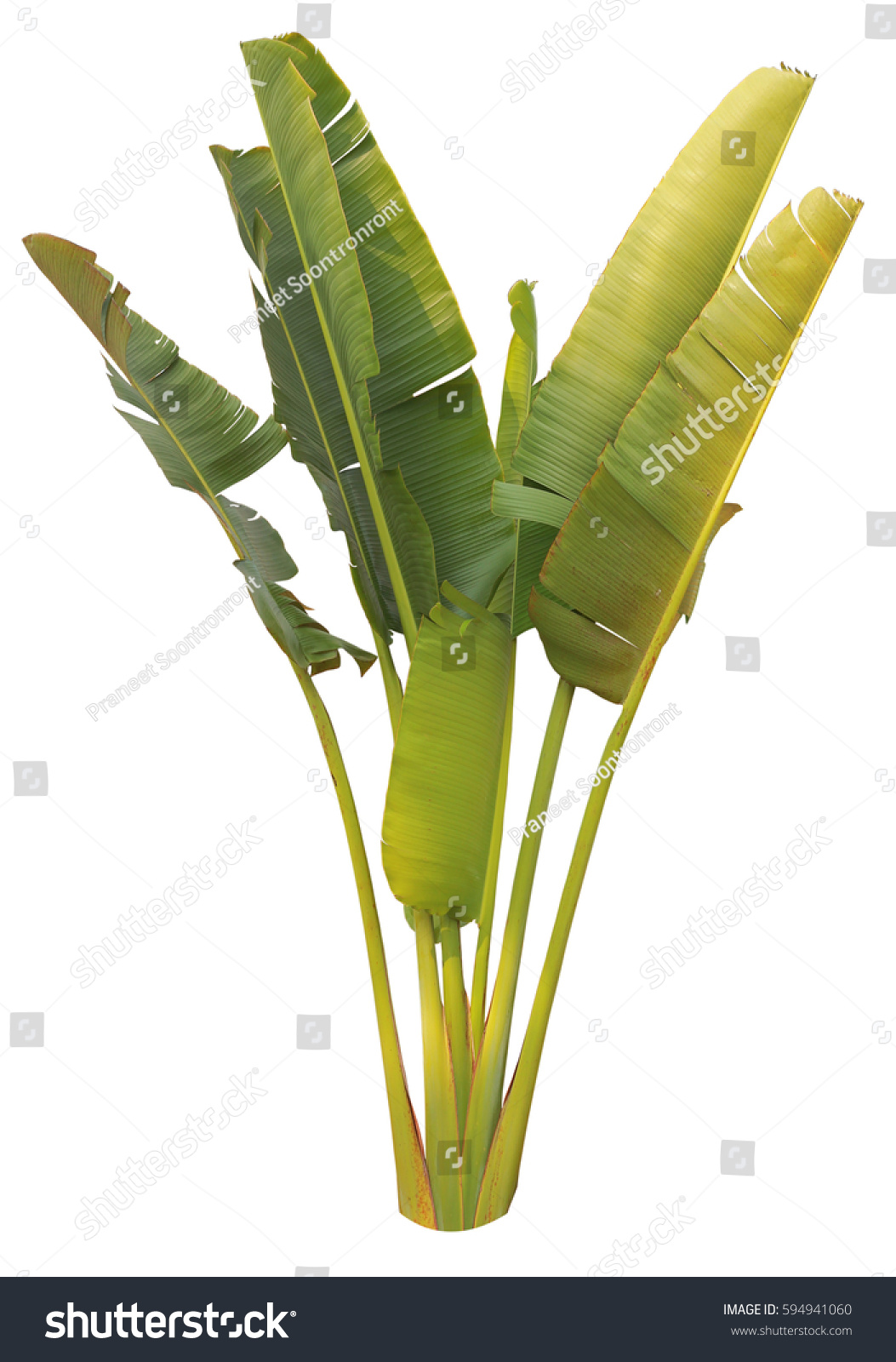 Banana Leaf On Isolate White Background Stock Photo 594941060 ...