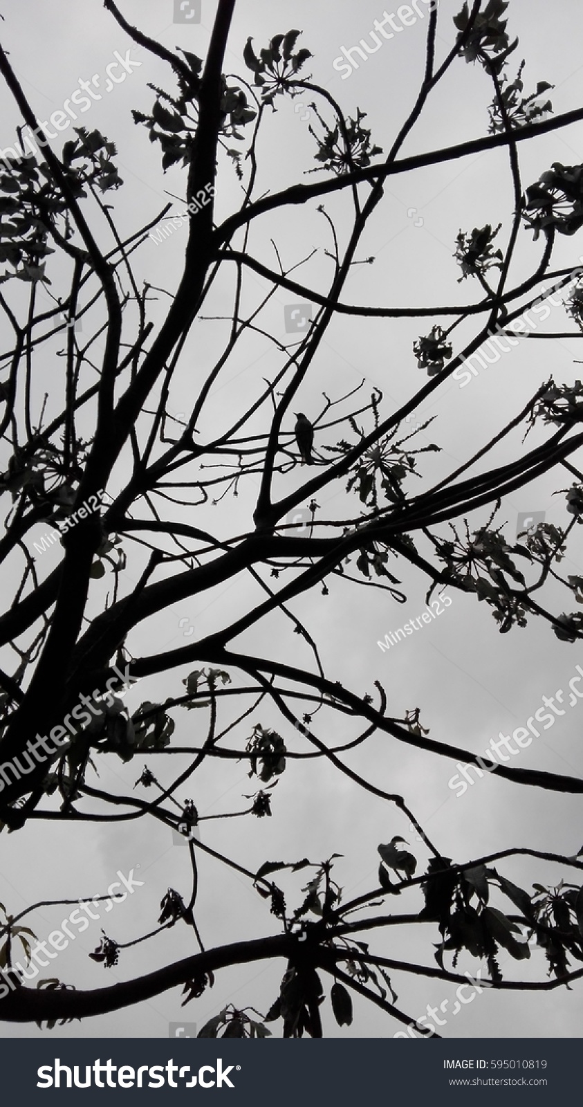 Naked Branches Tree Grey Sky Clouds Stock Photo Shutterstock