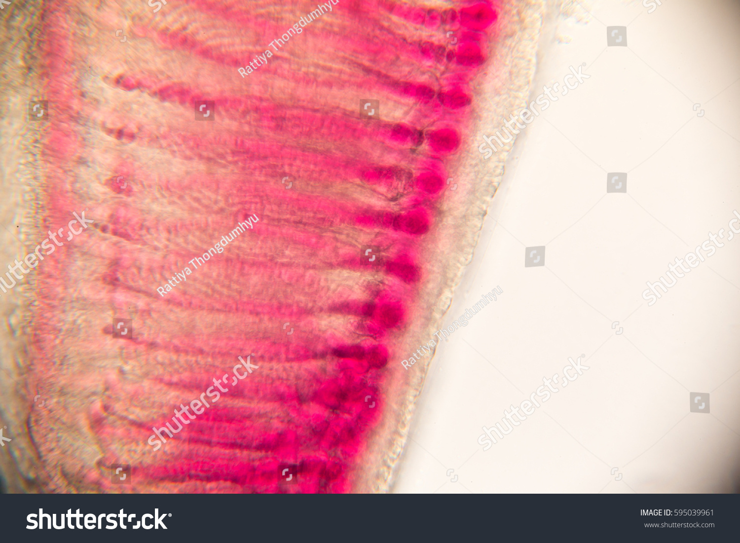 Gills Fish Under Microscope Education Stock Photo 595039961 | Shutterstock