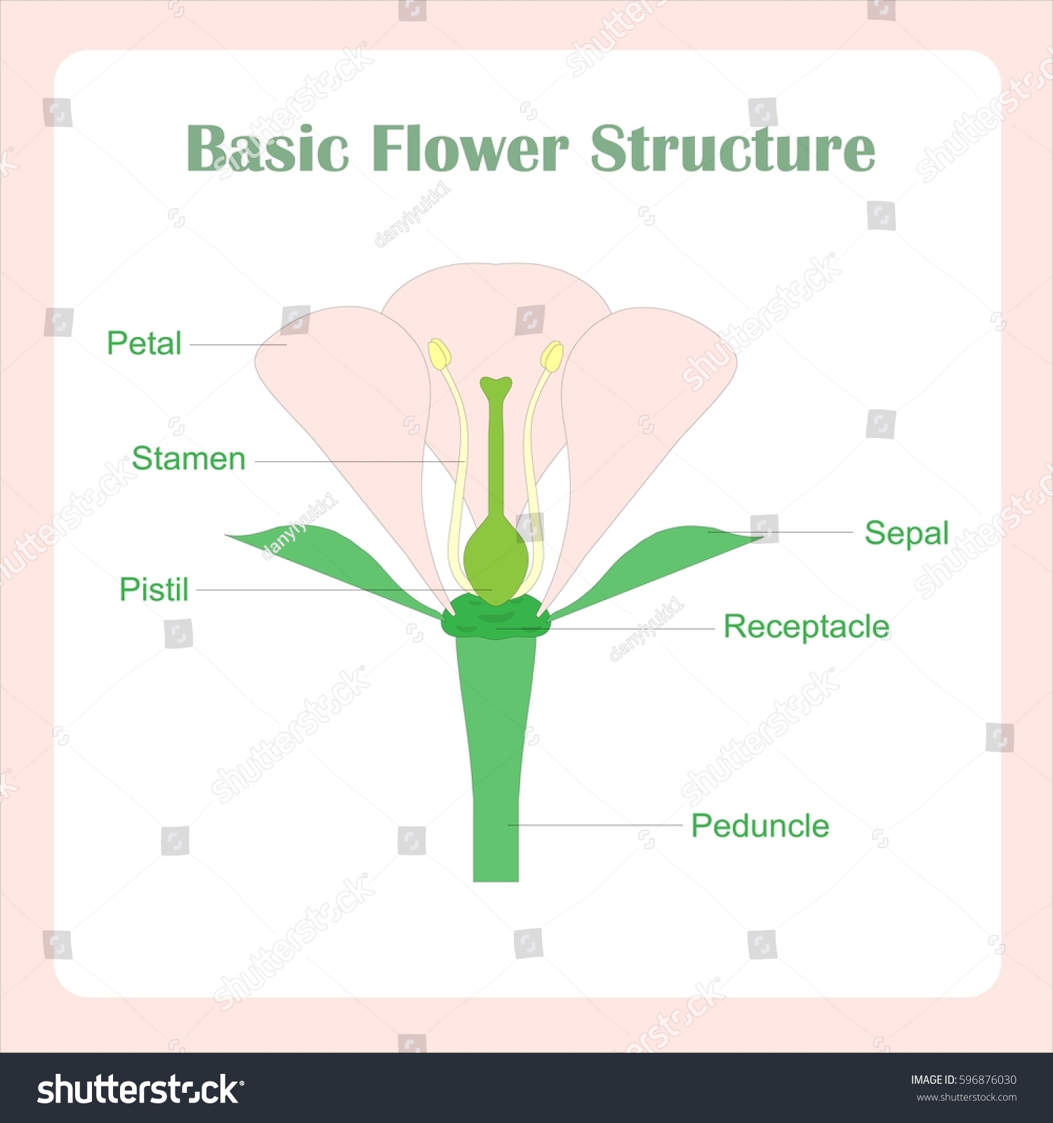 Scheme Basic Flower Structure Learning Biology Stock Vector (Royalty ...