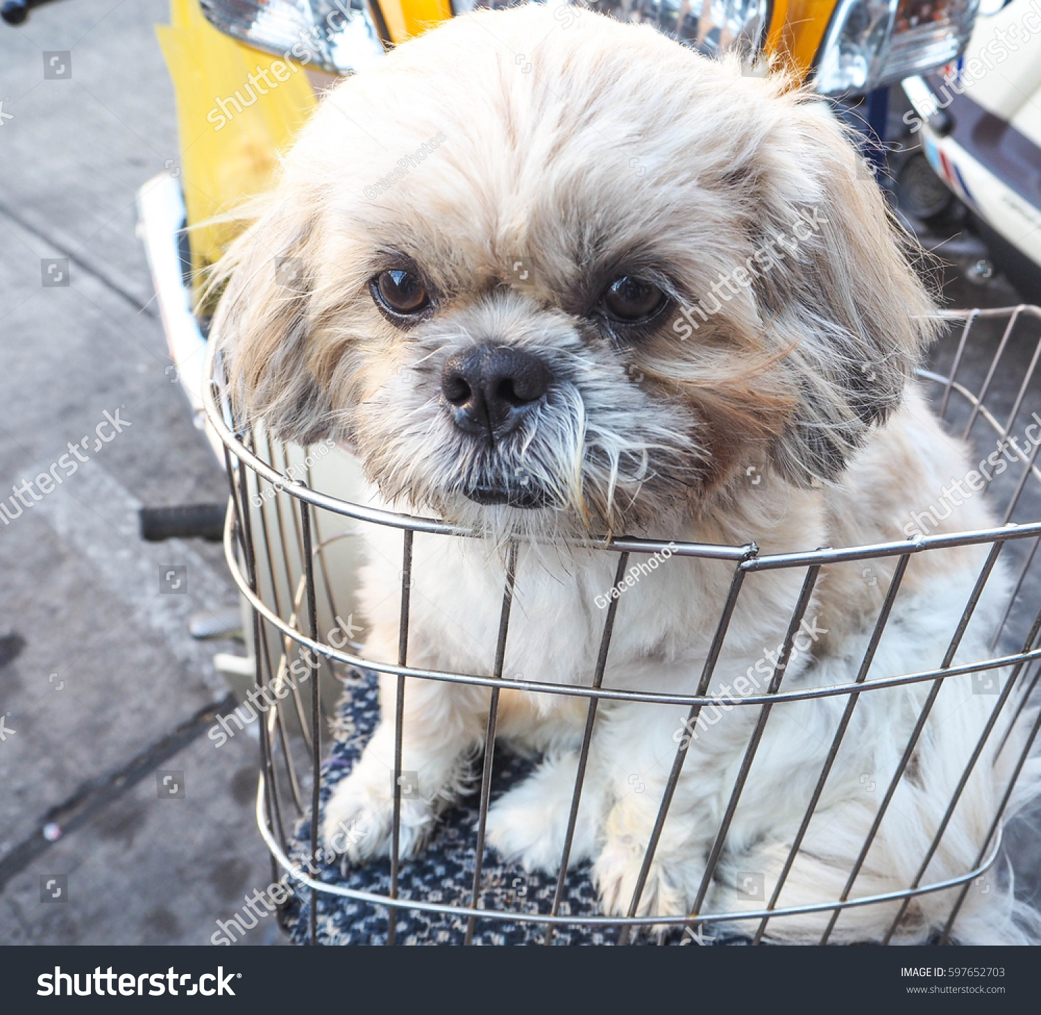 shih tzu bike basket