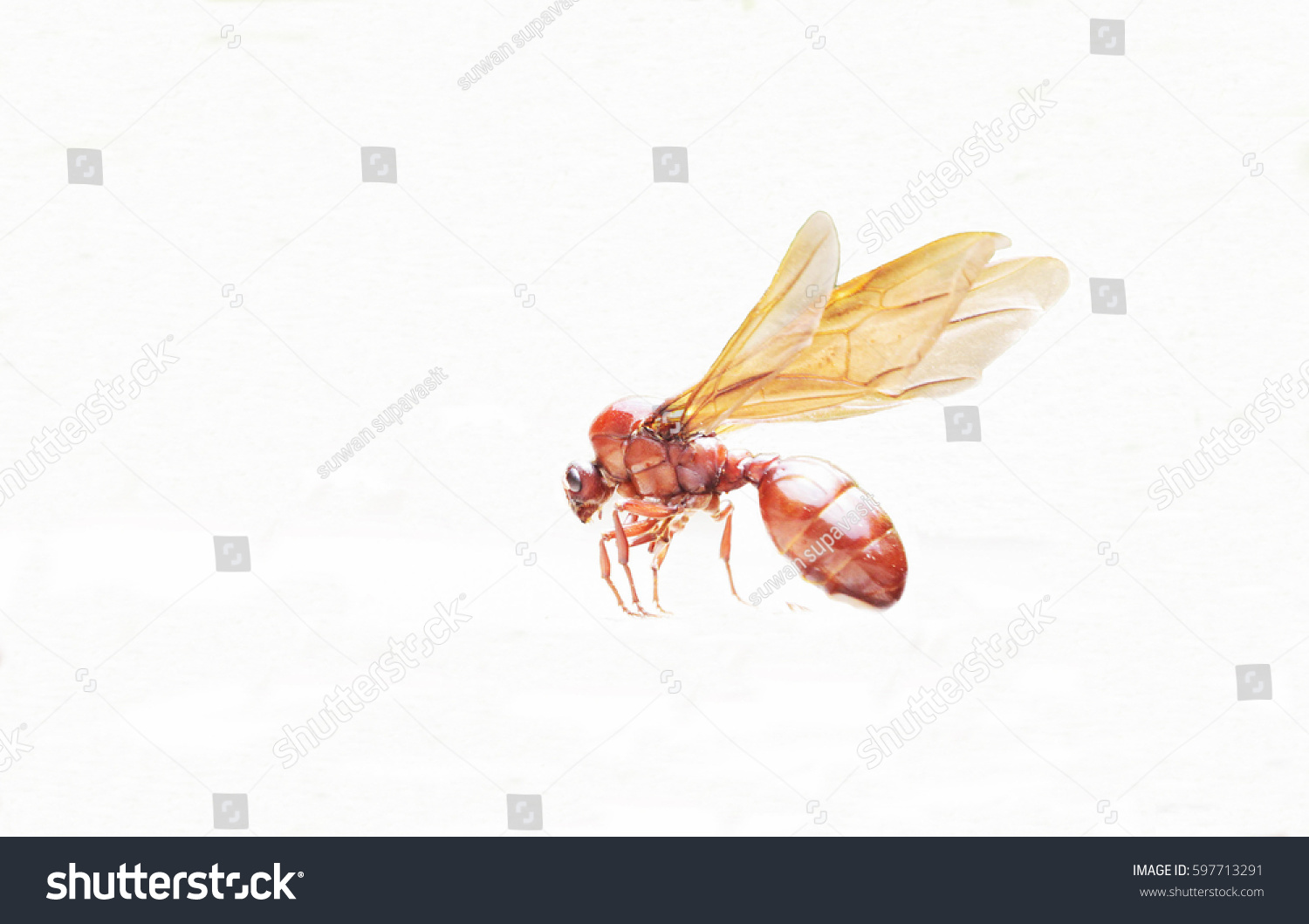 Closeup Subterranean Ants Isolated White Background Stock Photo ...