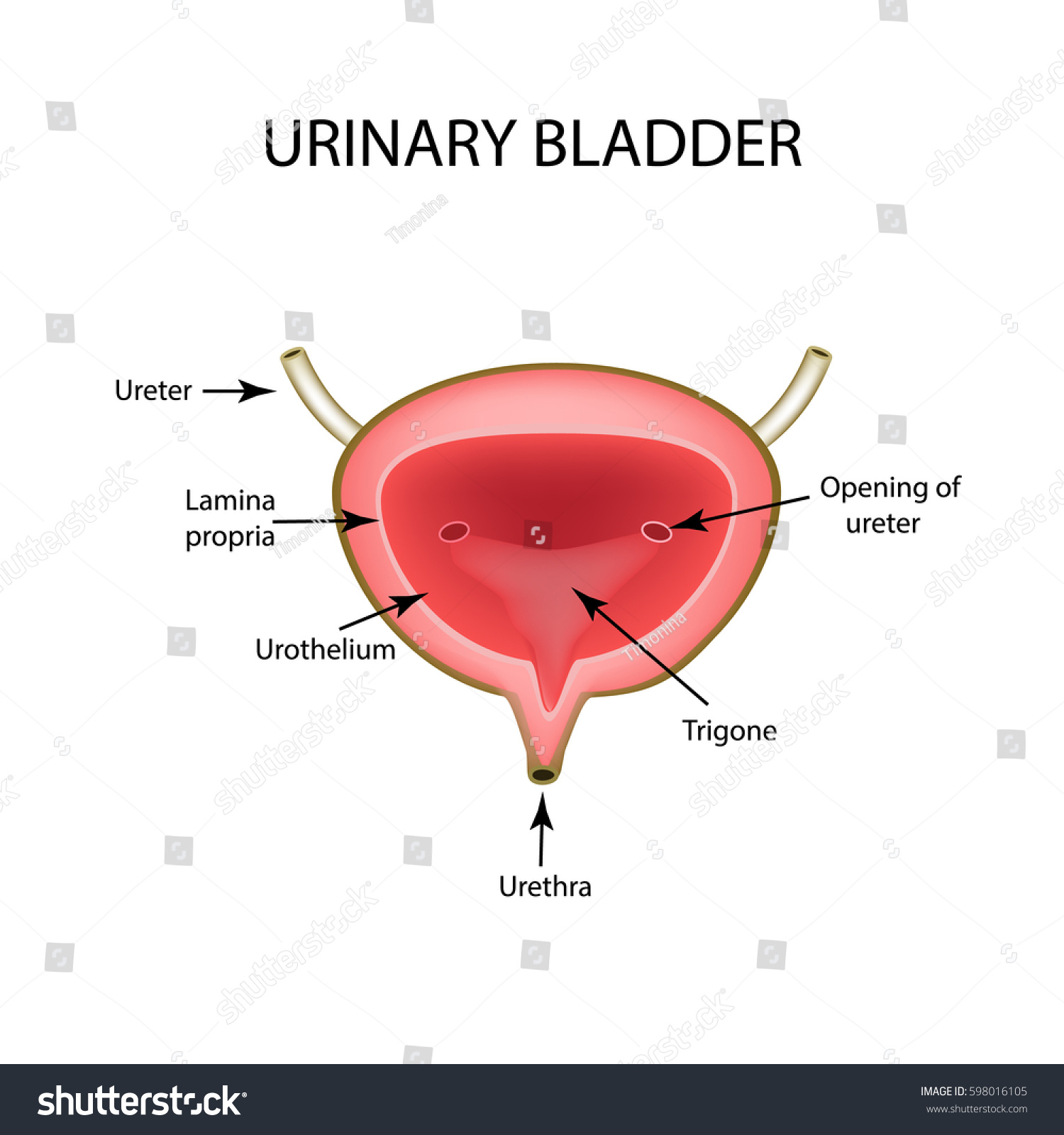 Anatomical Structure Urinary Bladder Infographics Vector Stock Vector ...