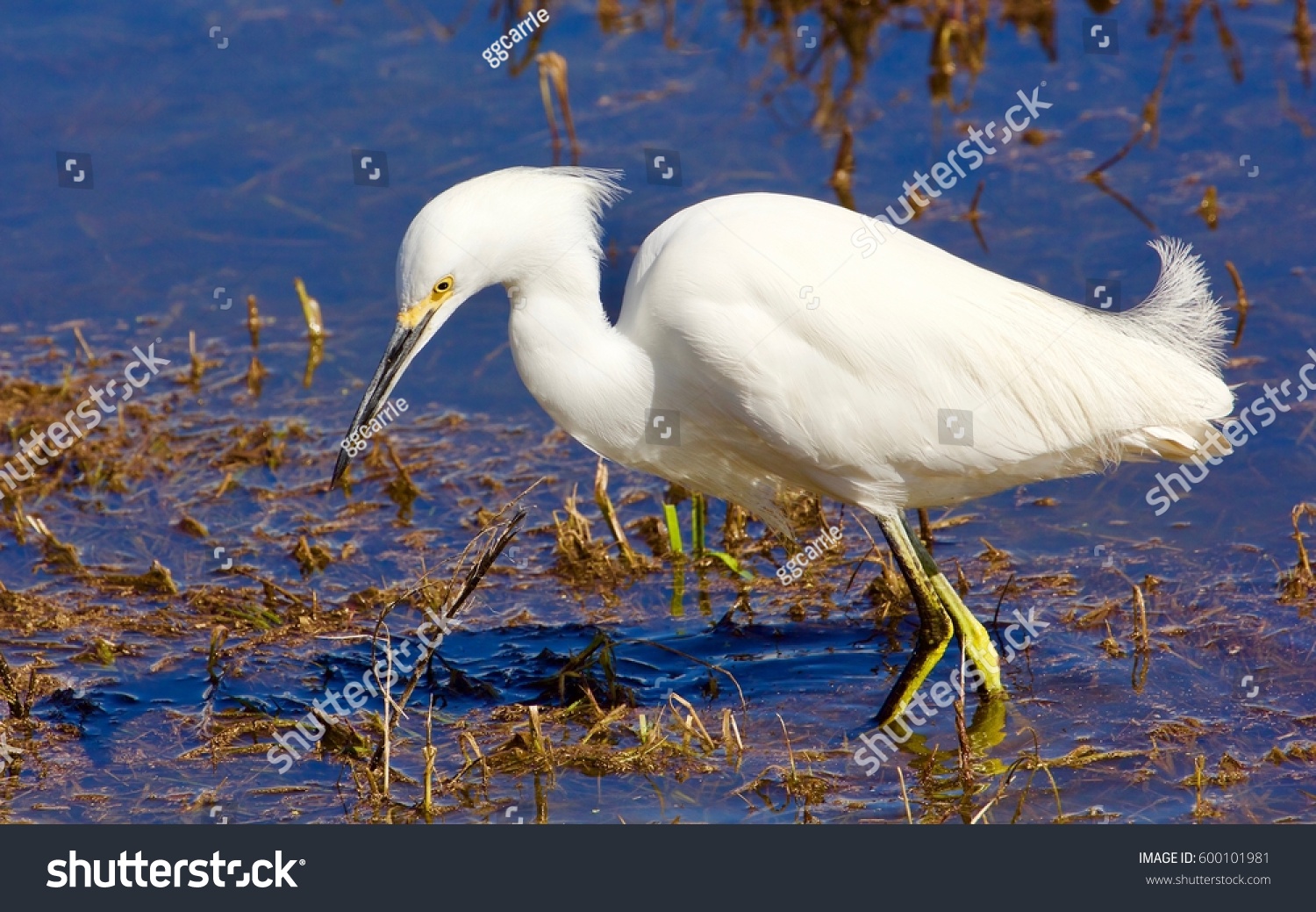 14 Merced Wildlife Sanctuary Images, Stock Photos & Vectors | Shutterstock