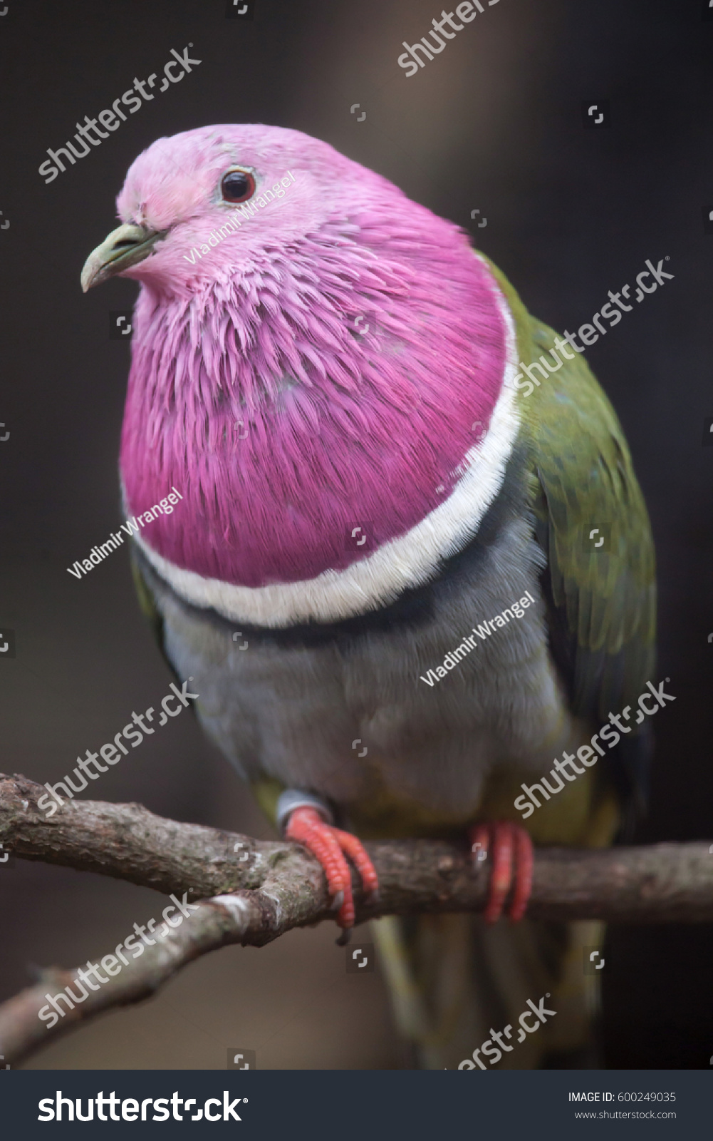Розовоголовый пёстрый голубь
