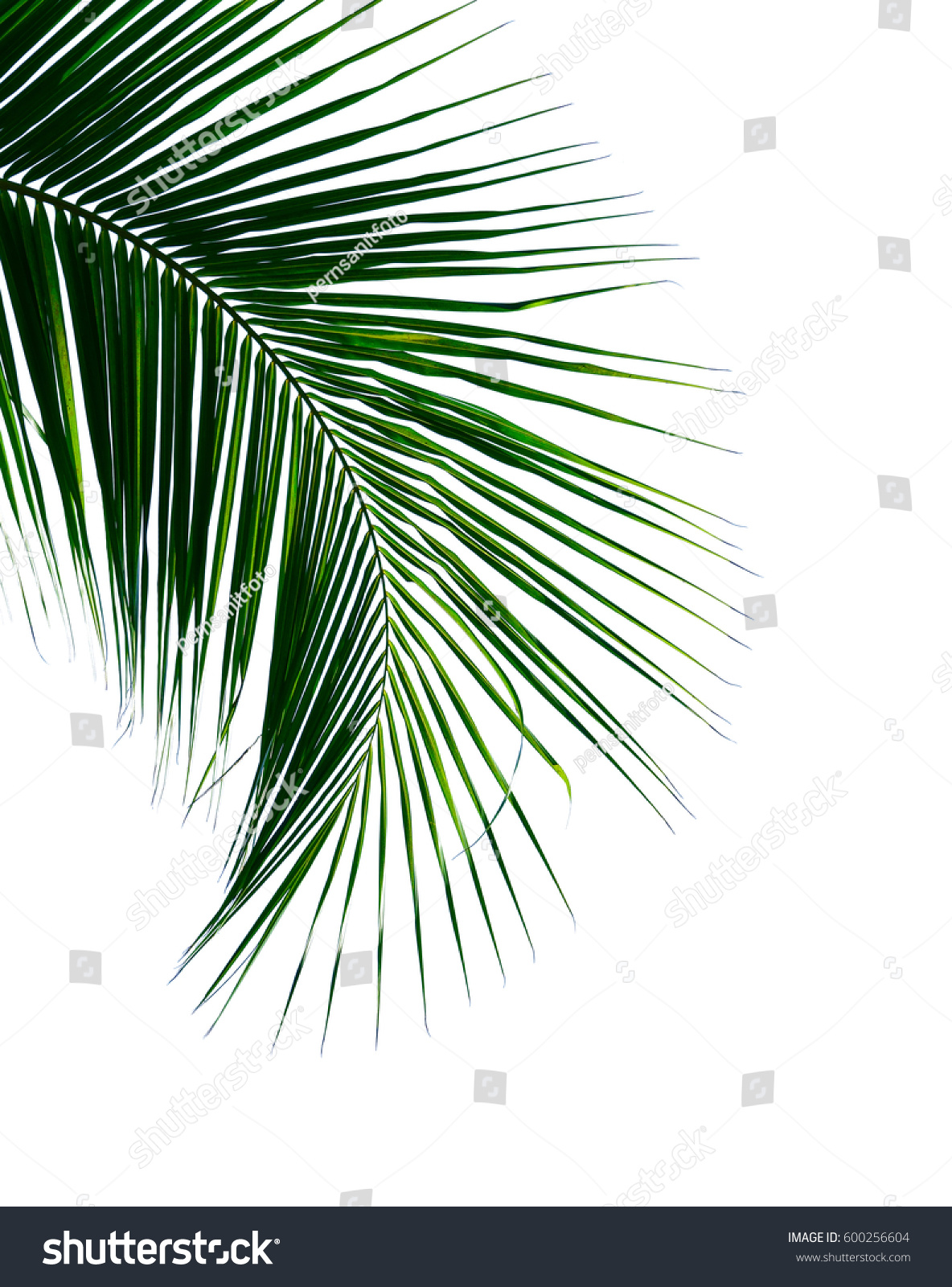 Palm Coconut Leaves Isolated On White Stock Photo 600256604 | Shutterstock