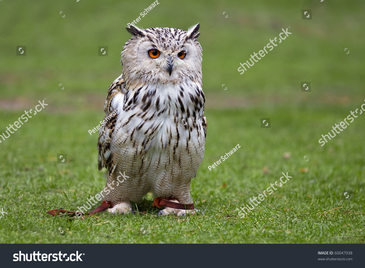 milky eagle owl