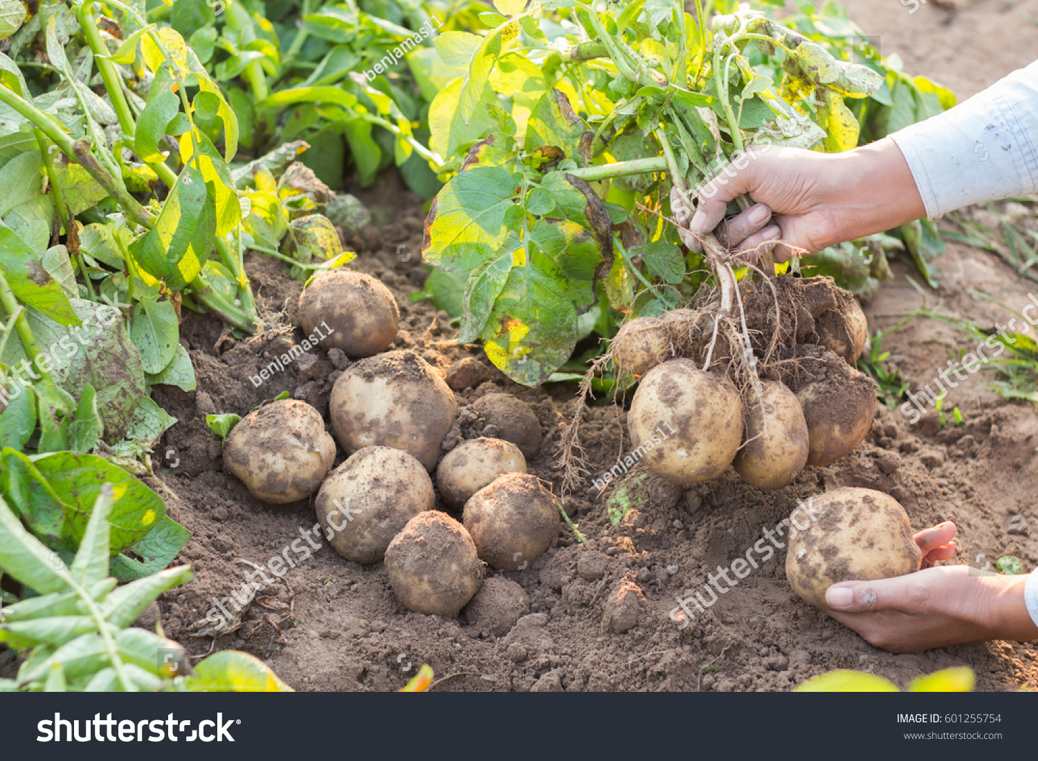 выращивание картофеля в органических коробах