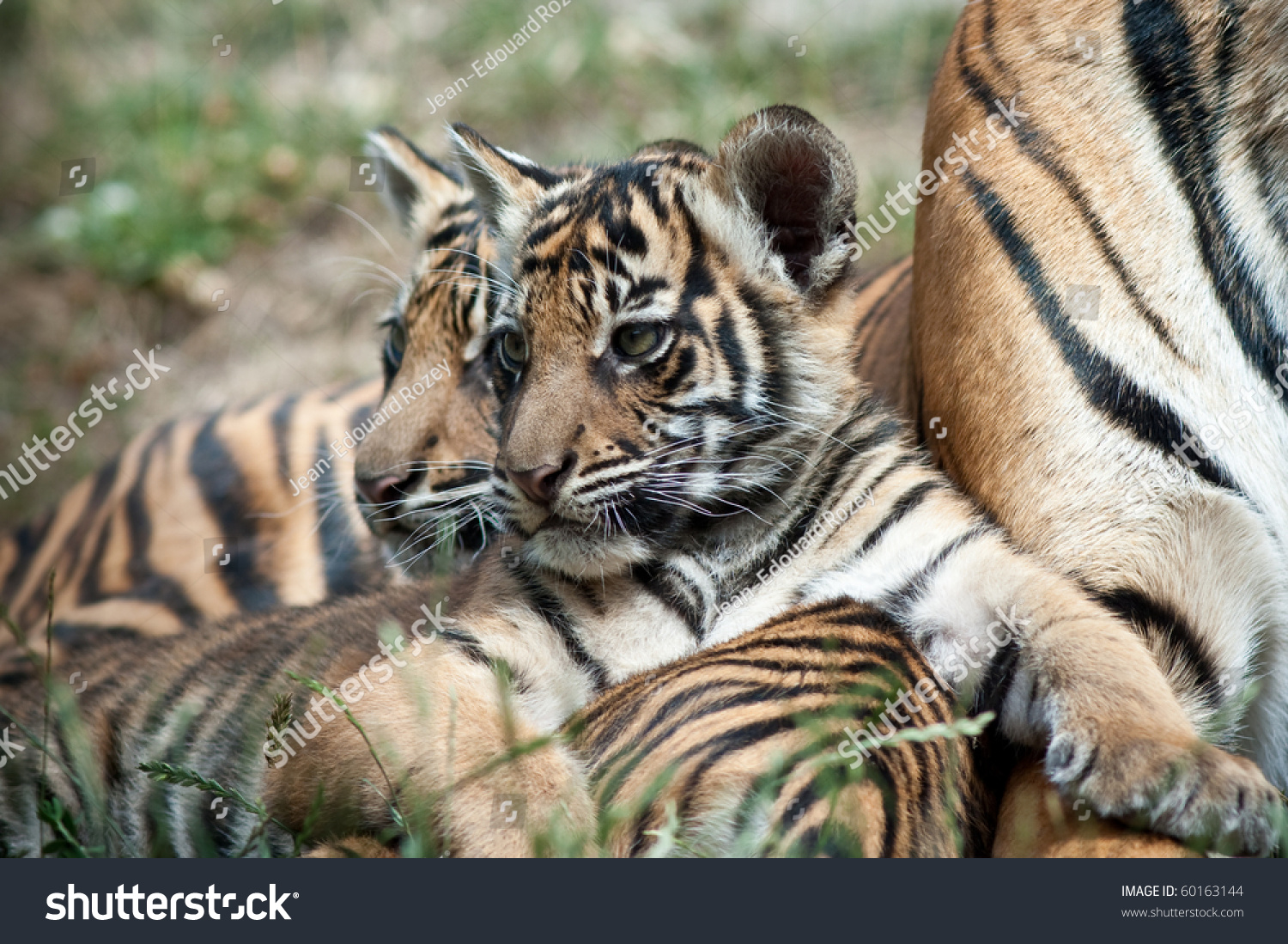 Three Month Old Tiger Cubs Stock Photo 60163144 | Shutterstock